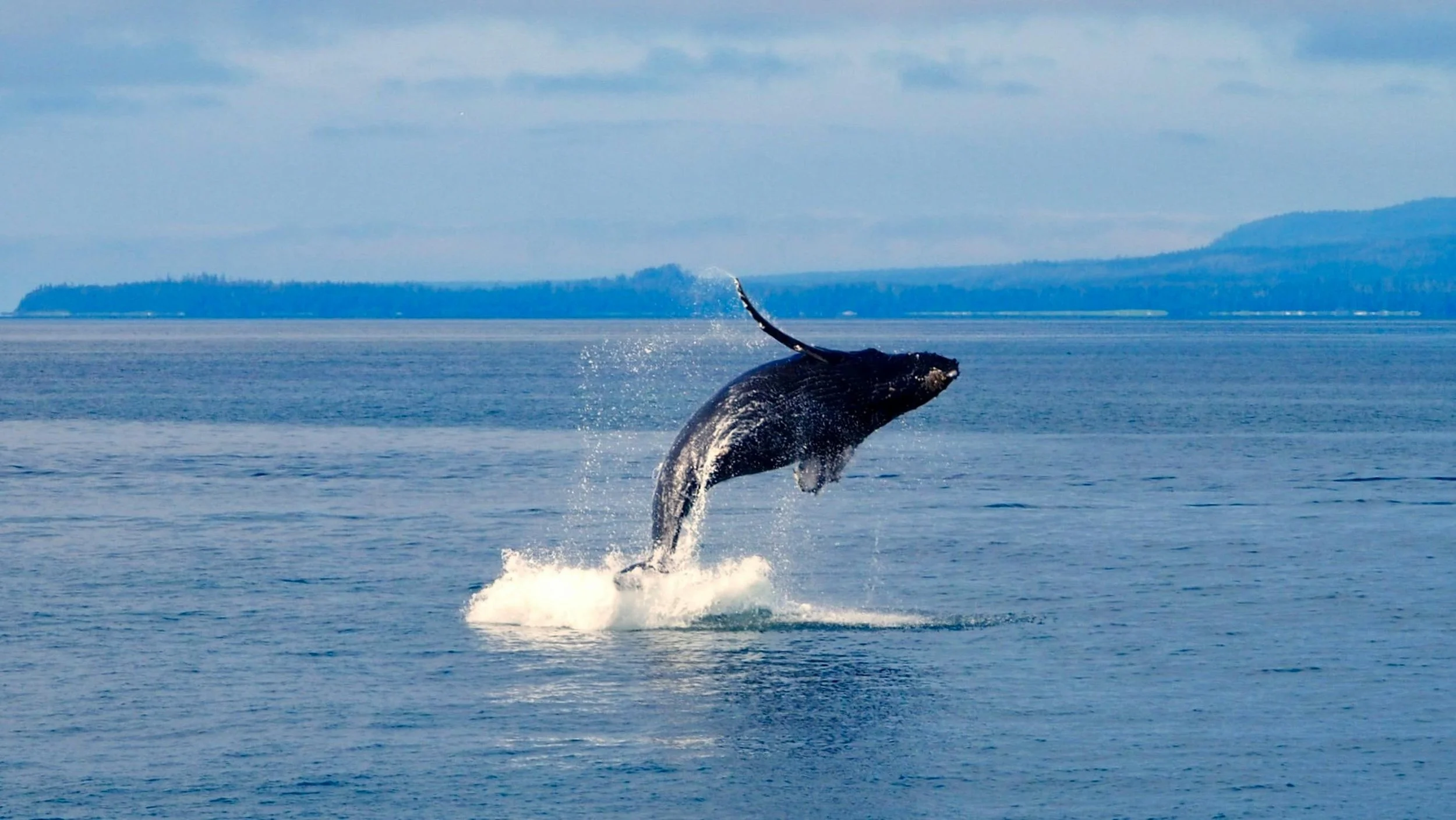A whale breaching the surface of the water with its body arched and tail above the ocean, with a distant shoreline and cloudy sky in the background.