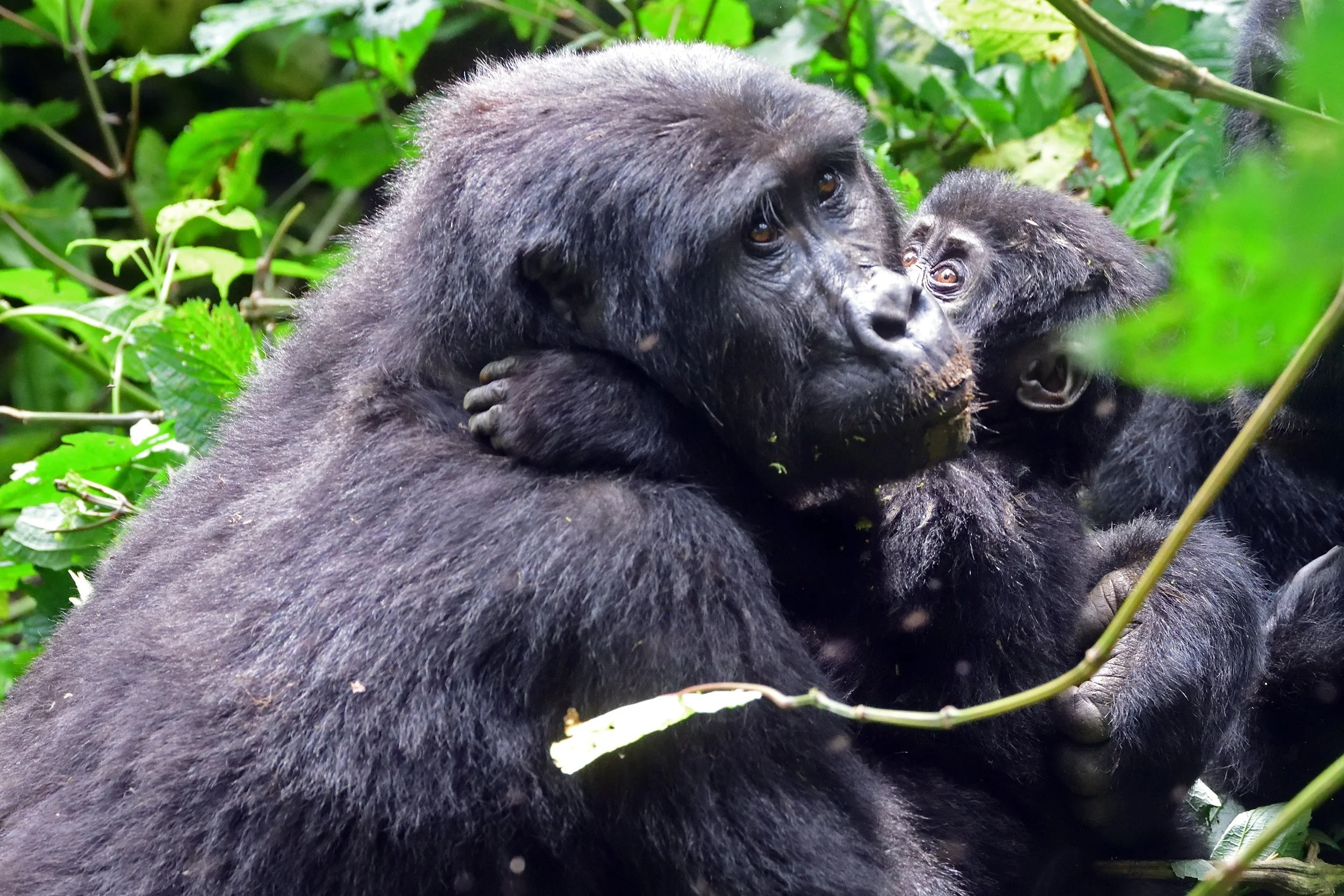 gorilla3.jpeg