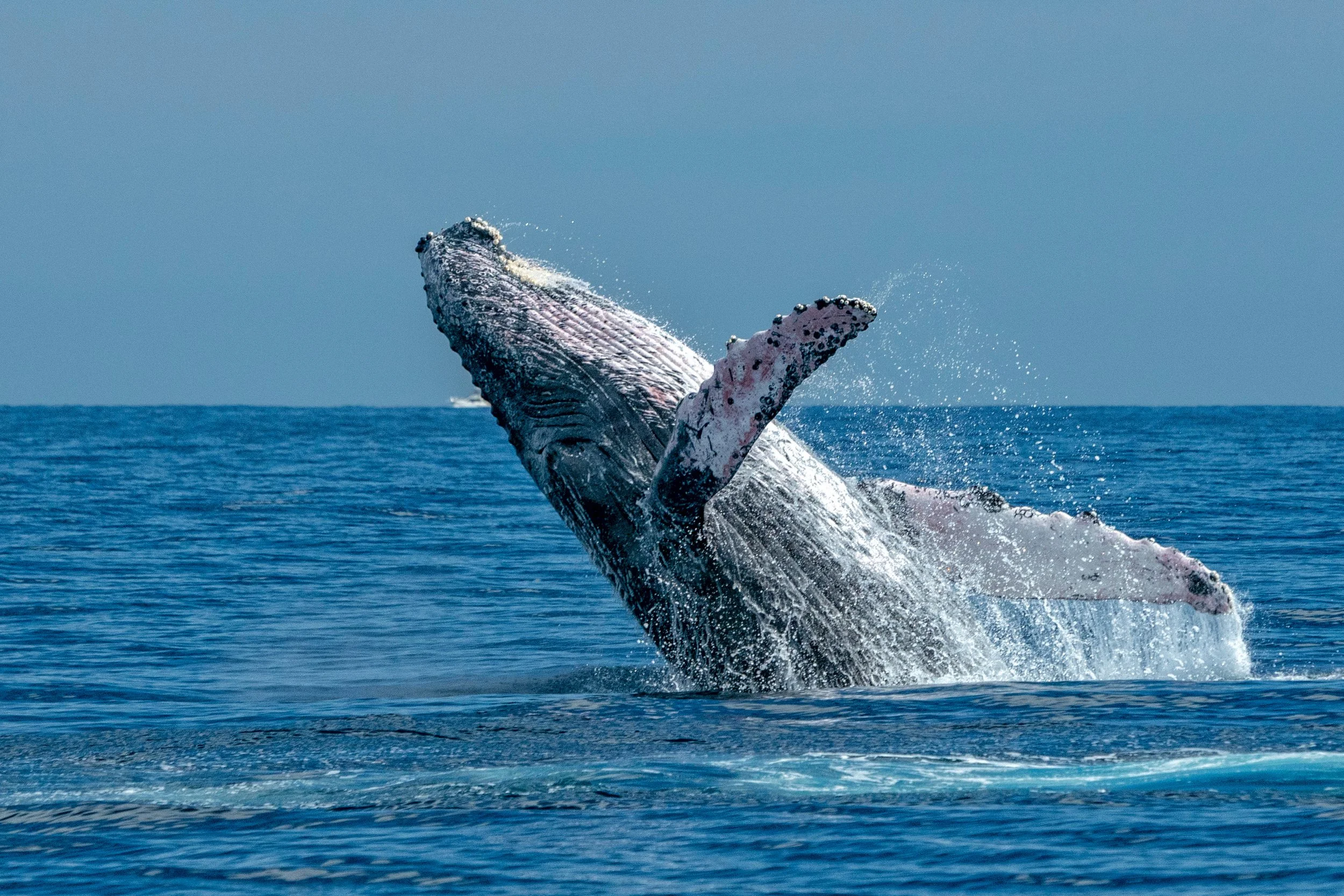 whale1.jpeg