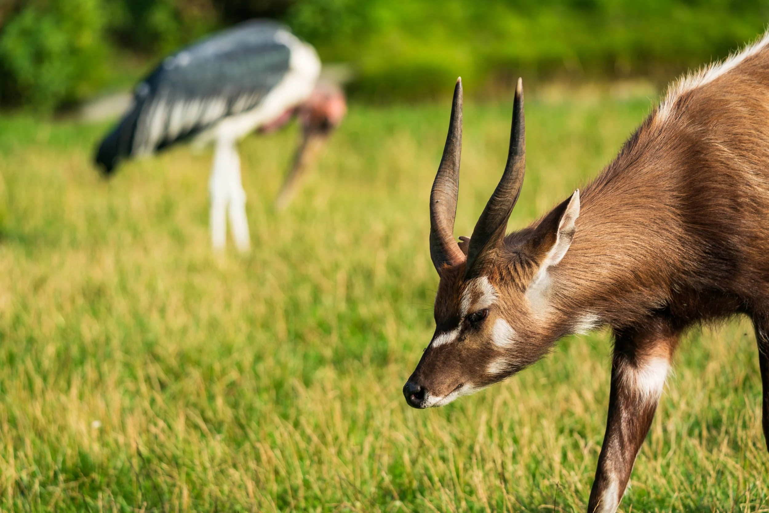 sitatunga1.jpeg