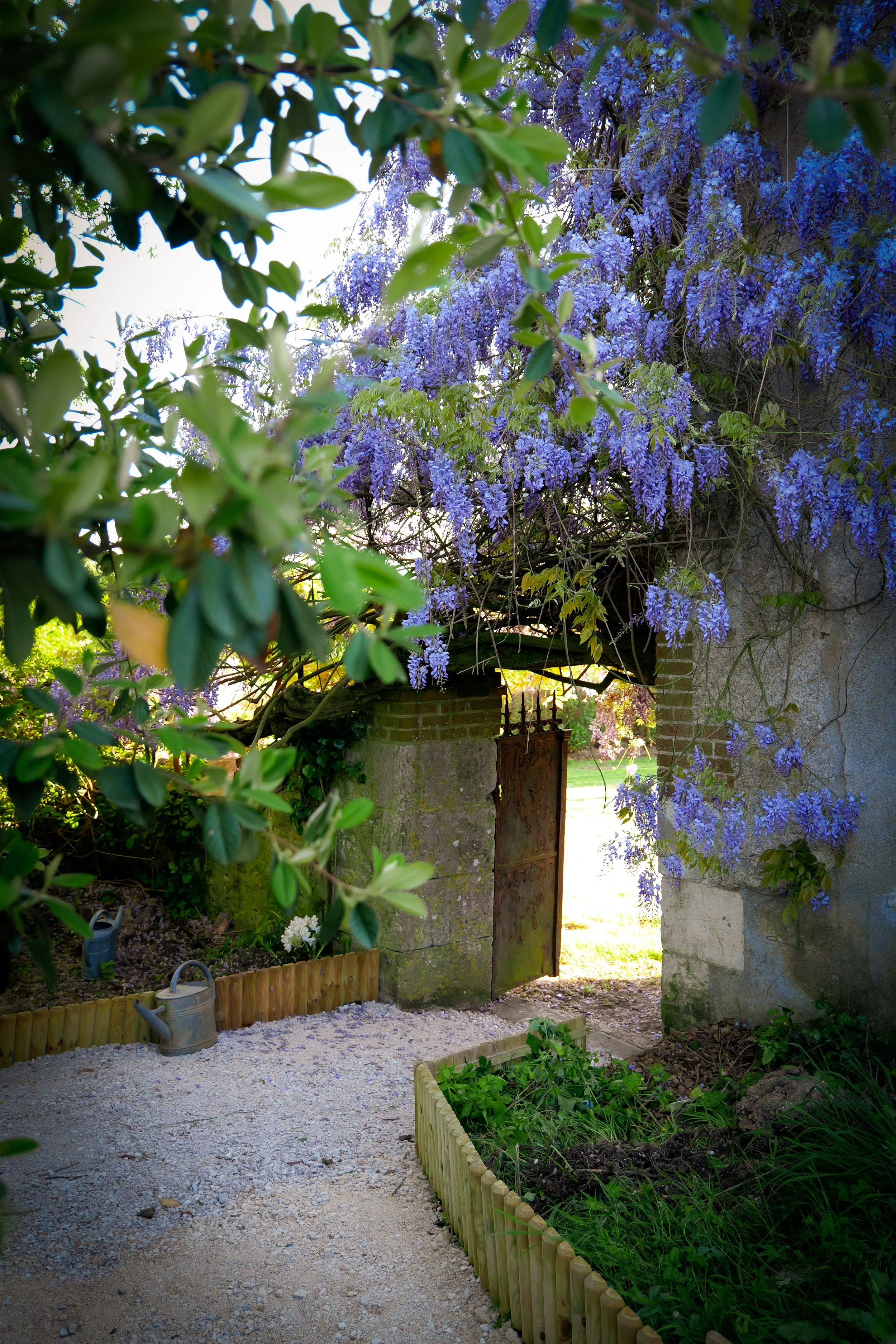 Jardin avec porte en fer rouillée sous une glycine violette en fleurs, parterre de plantes et goutte d'eau en métal, sol en gravier.