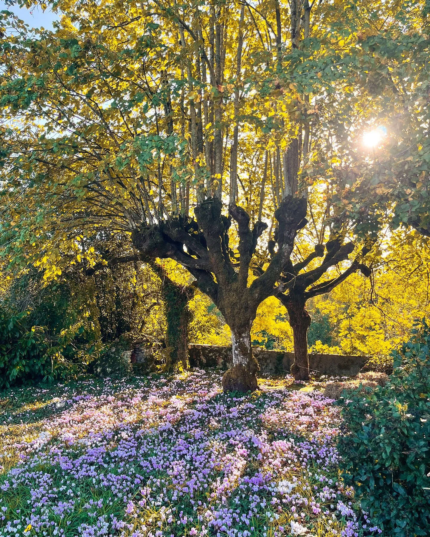 Sous l’allée de tilleuls, un tapis de cyclamens colore le jardin de curé 🌸