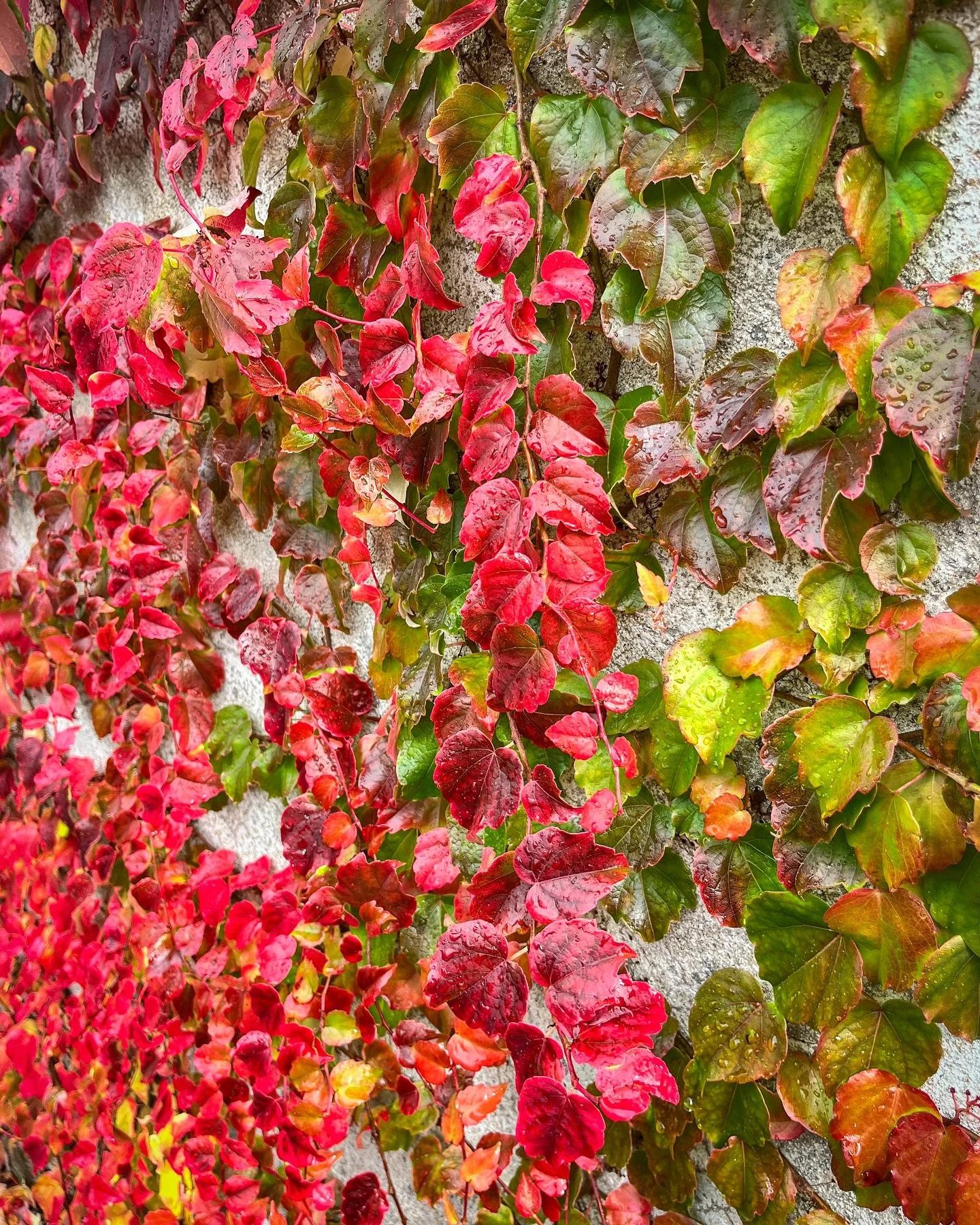 Profitons encore des magnifiques couleurs d’automne avant que le vent n’emporte les dernières feuilles 🍂