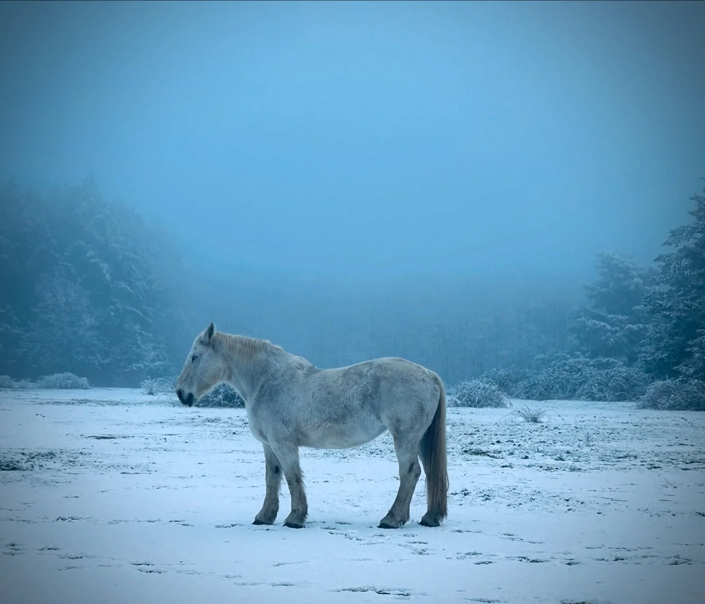 La neige a fondu, mais les souvenirs restent.
Un cheval dans le pr&eacute; voisin, le silence, l&rsquo;hiver ❄️🐎