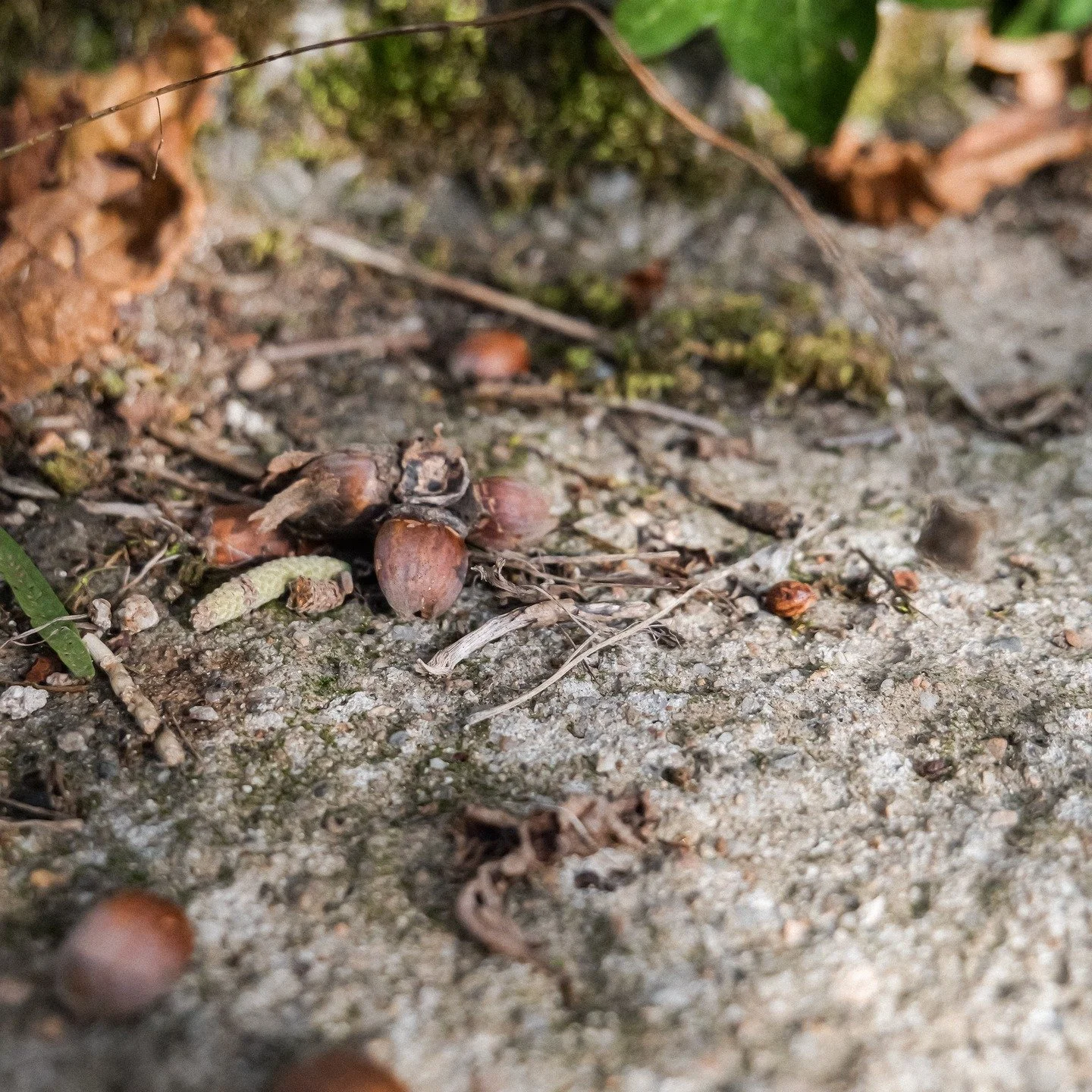 Ici, l&rsquo;hiver est une pause&hellip; mais pas d&rsquo;inaction.
 
Cette semaine, nous avons remis nos gants pour pr&eacute;parer les jardins. Le silence est parfait, seulement le chant des oiseaux, un passage du chat et des autres animaux du doma