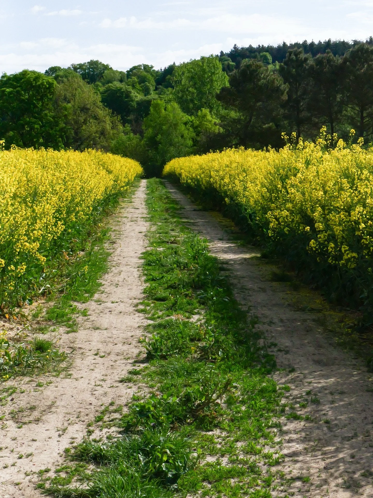 Trois photos prises lors d&rsquo;une balade dans le village, juste &agrave; deux pas du Domaine de la Chambaudi&egrave;re.

Des chemins tranquilles, les champs de colza d&eacute;j&agrave; bien ouverts, ce jaune presque irr&eacute;el qui accroche la l
