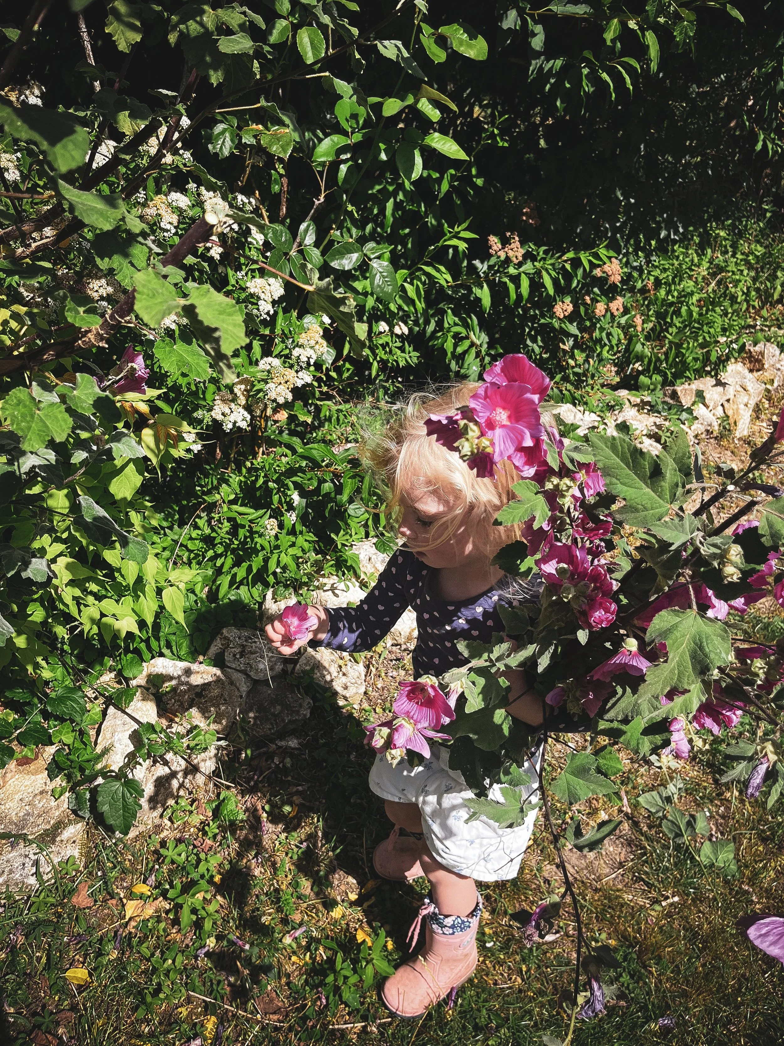 L&rsquo;un de mes petits bonheurs est de pr&eacute;parer des bouquets pour votre arriv&eacute;e&hellip; et je crois que la rel&egrave;ve est d&eacute;j&agrave; assur&eacute;e ! 

One of the little pleasures at the Domaine is picking flowers and arran