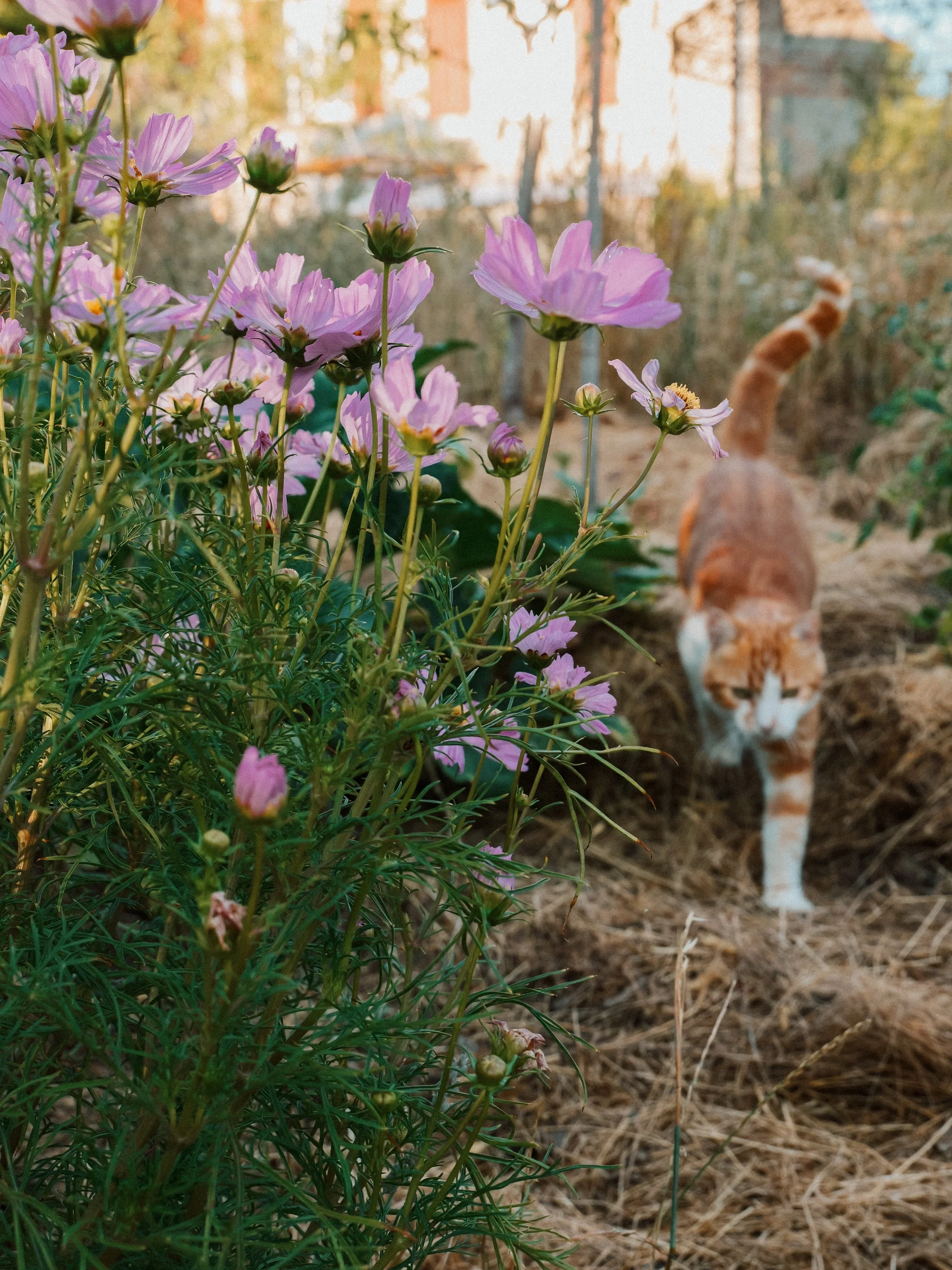 Les jolies r&eacute;sistantes du jardin 
Celles qui s&rsquo;en sortent plut&ocirc;t bien cet &eacute;t&eacute; !

The garden&rsquo;s pretty little survivors 🌸🌿
The ones doing rather well this summer!

#GardenFlowers #SummerGarden #FrenchGarden #Cou