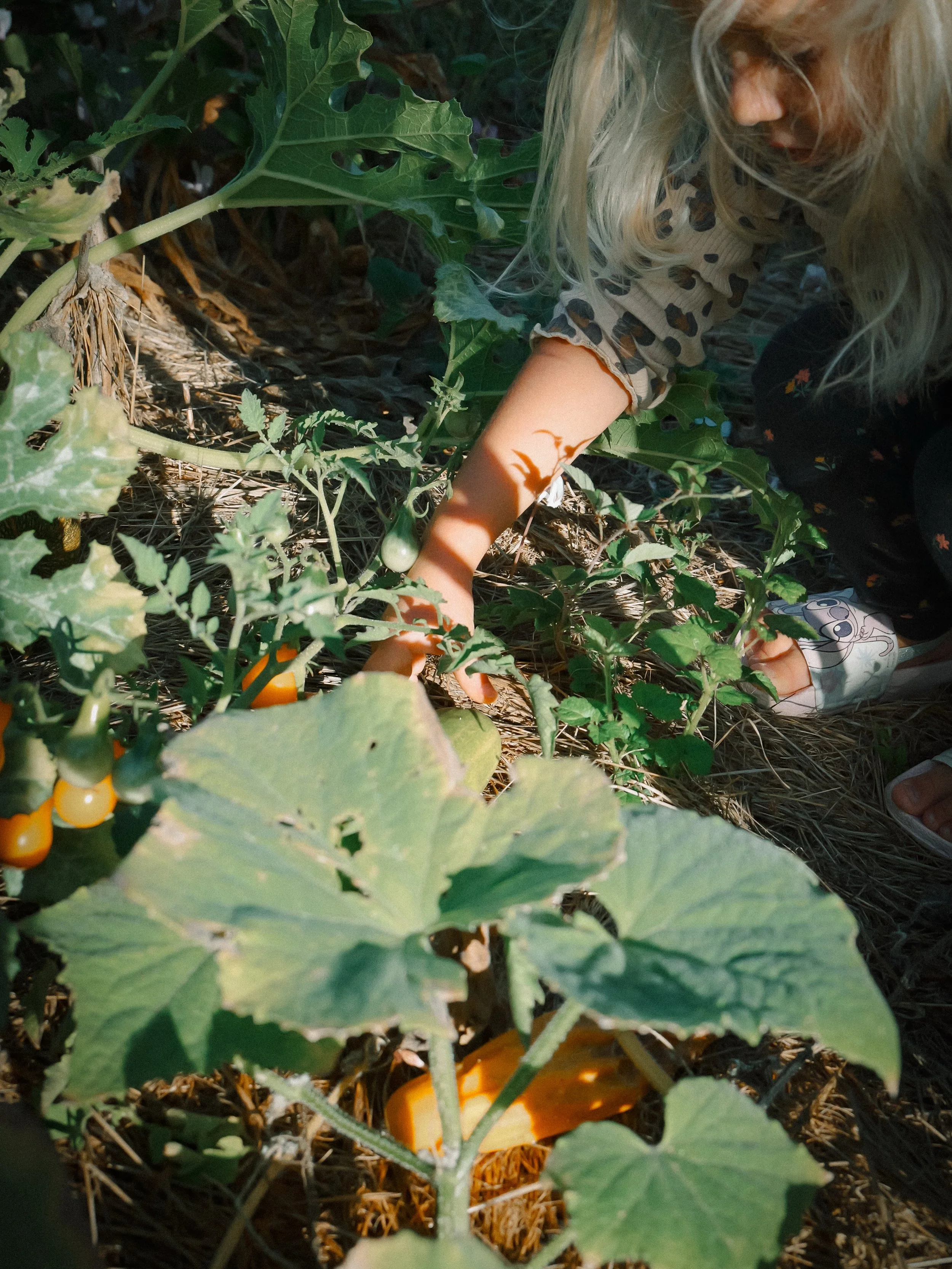 Septembre au jardin 

Pas d&rsquo;abondance apr&egrave;s un &eacute;t&eacute; marqu&eacute; par cinq &eacute;pisodes de canicule, mais de petits succ&egrave;s que l&rsquo;on savoure :

&bull; des tomates incroyablement savoureuses ;
&bull; des raisin