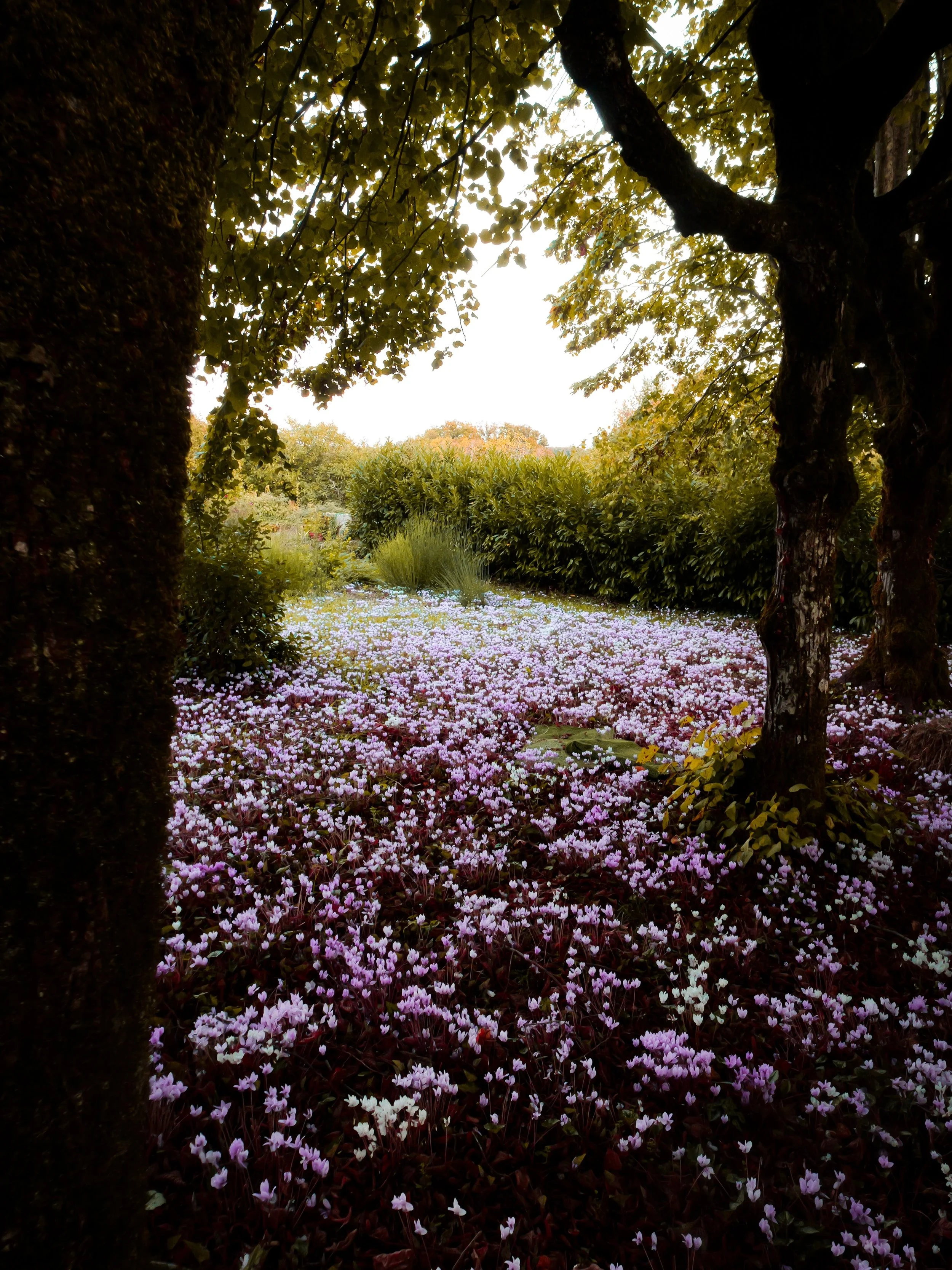 Certains recoins du domaine gardent encore leurs secrets.
Dans le jardin du clo&icirc;tre, les cyclamens dessinent un tapis rose et blanc &agrave; l&rsquo;ombre des tilleuls, sous le regard de la Vierge Marie, nich&eacute;e dans sa petite grotte.

In