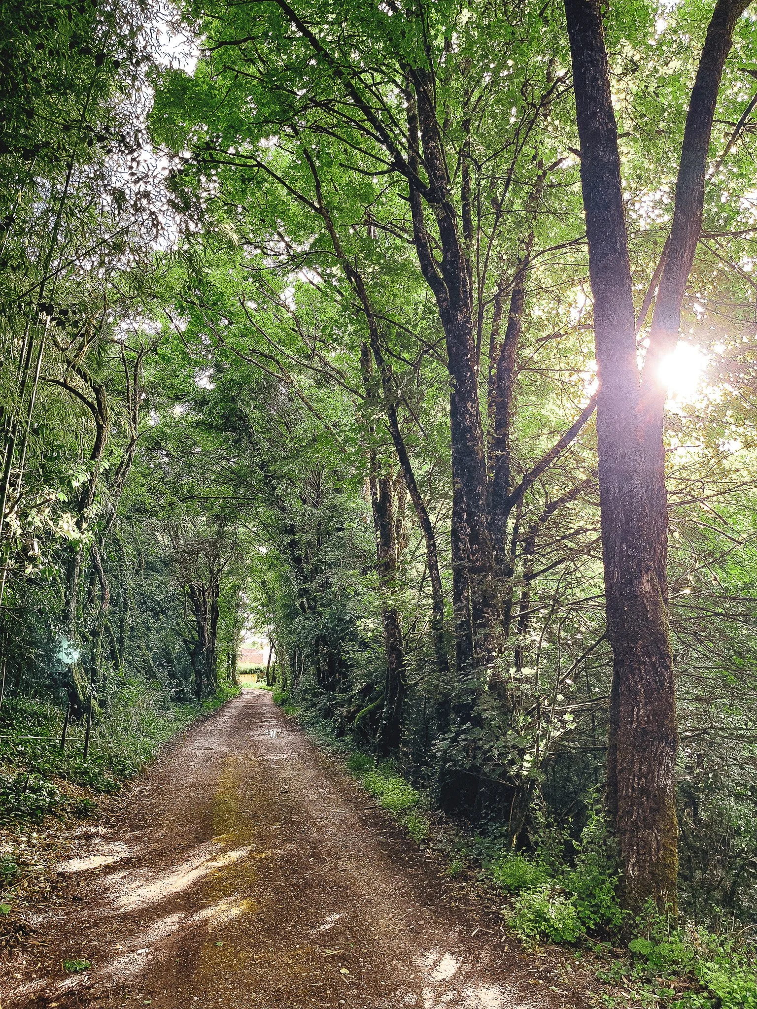 Sentier en forêt avec des arbres verts, sous la lumière du soleil, sol terreux humide, ambiance paisible.