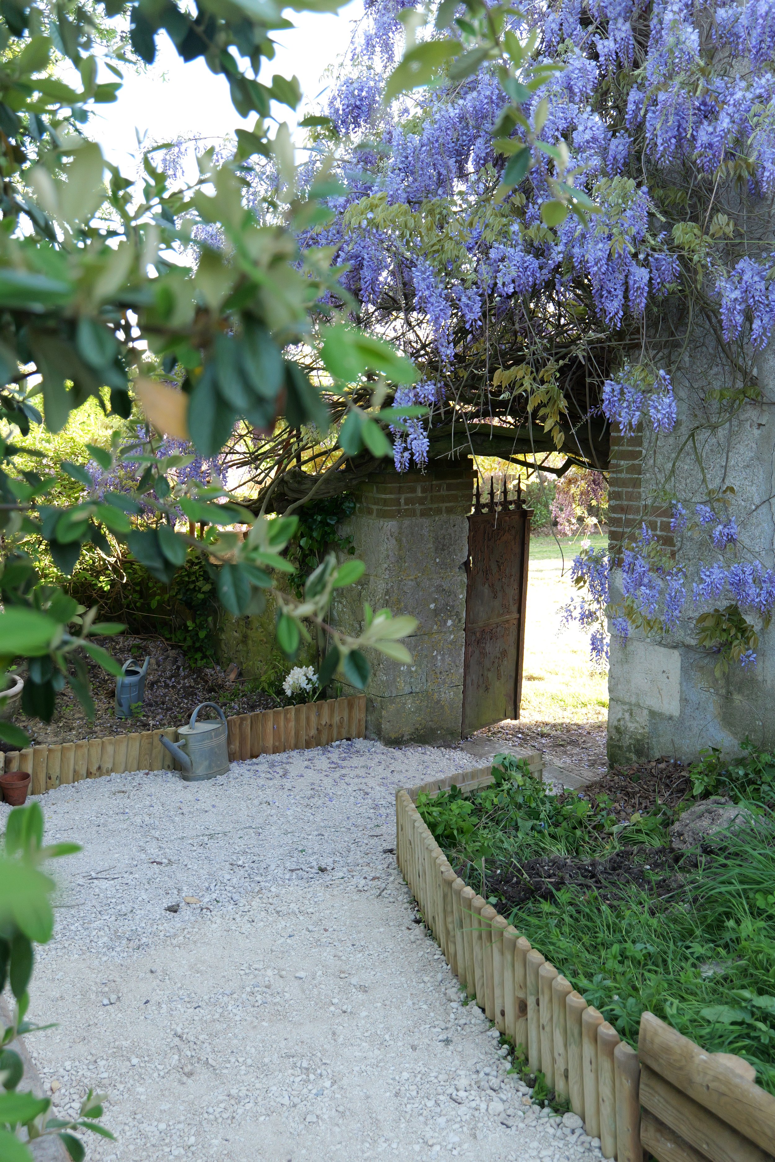 Jardin rustique avec un portail en métal rouillé entouré de murs en pierre et une pergola couverte de fleurs violettes, avec des planches en bois délimitant des parterres de plantes.