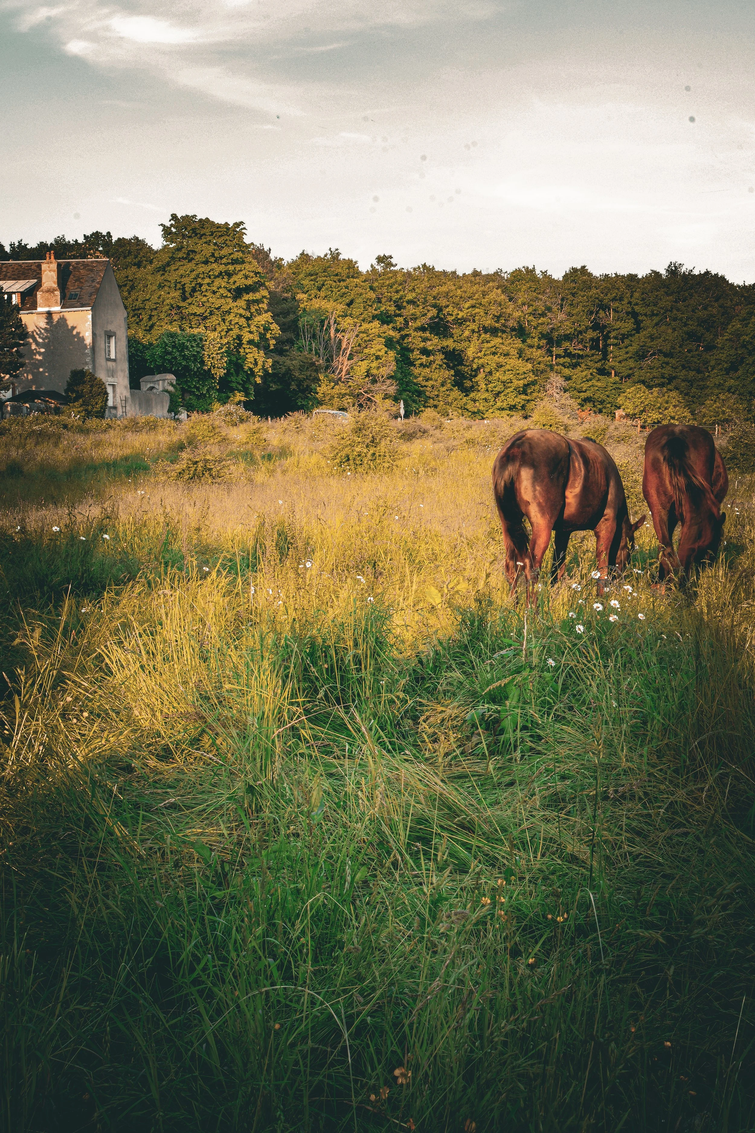 Deux chevaux bruns dans un champ herbeux avec des maisons en arrière-plan et des arbres verts au loin, sous un ciel partiellement couvert.