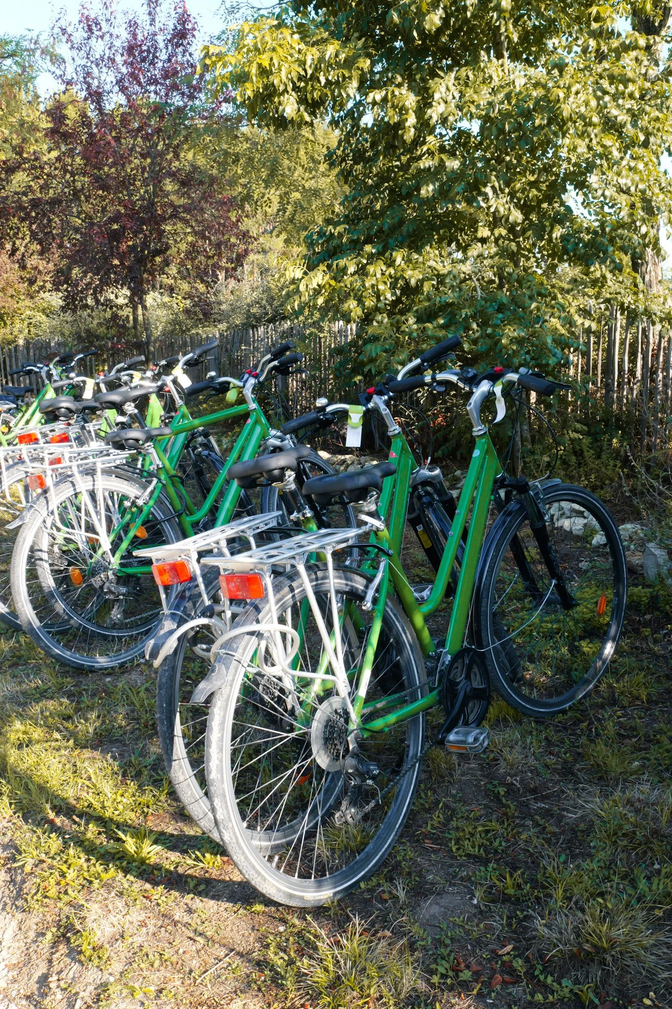 Plusieurs vélos verts stationnés en plein air sur une pelouse, entourés de feuillages.