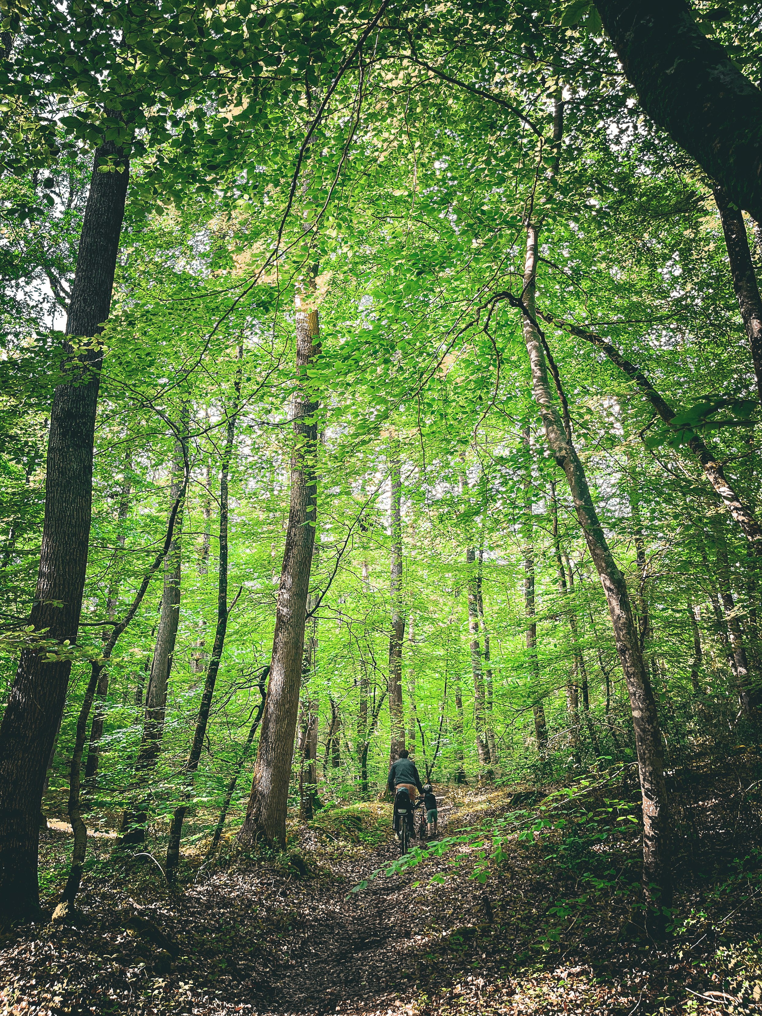 Deux personnes faisant du vélo dans une forêt verdoyante dense avec de hauts arbres et un sentier étroit.