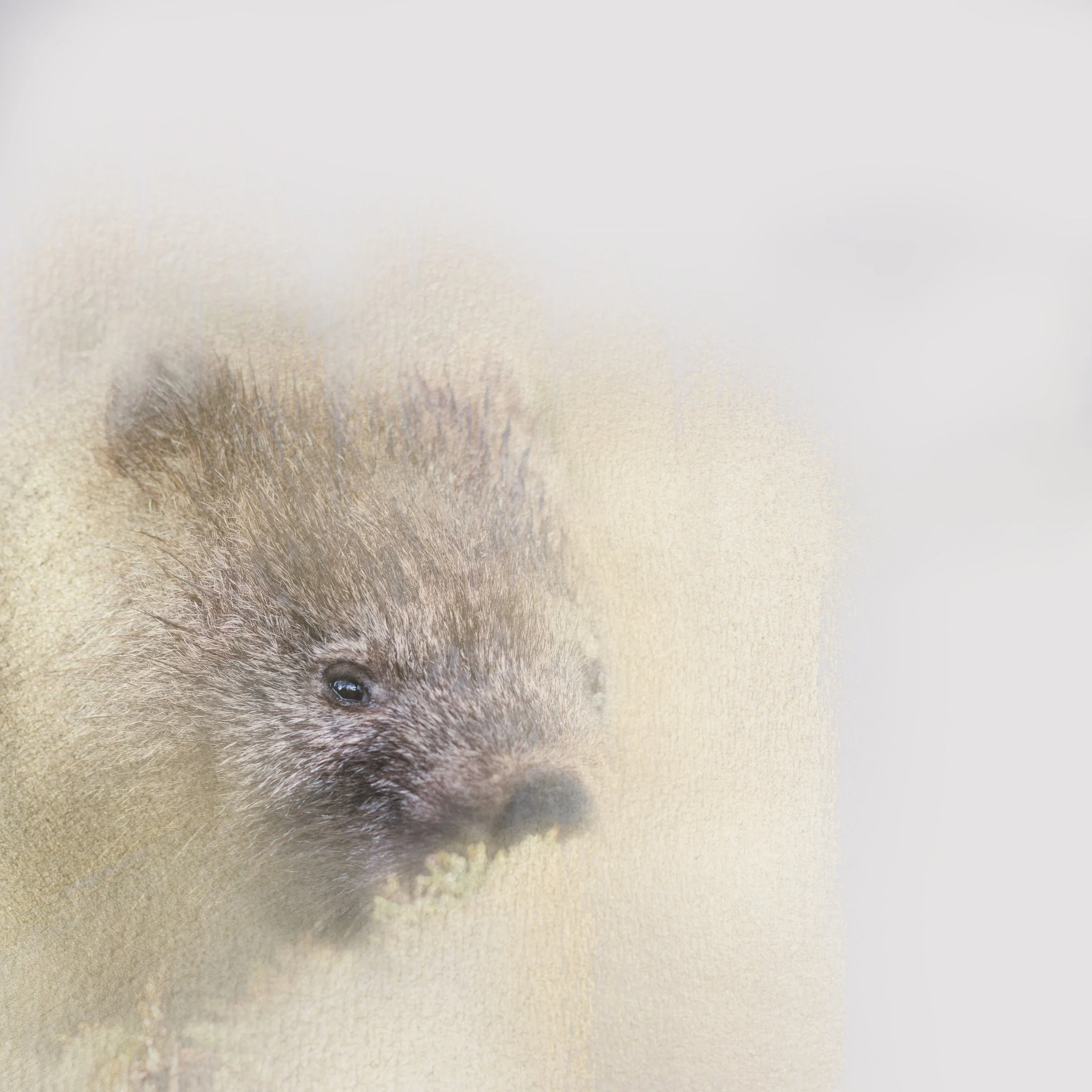 wombat face gold3.jpg