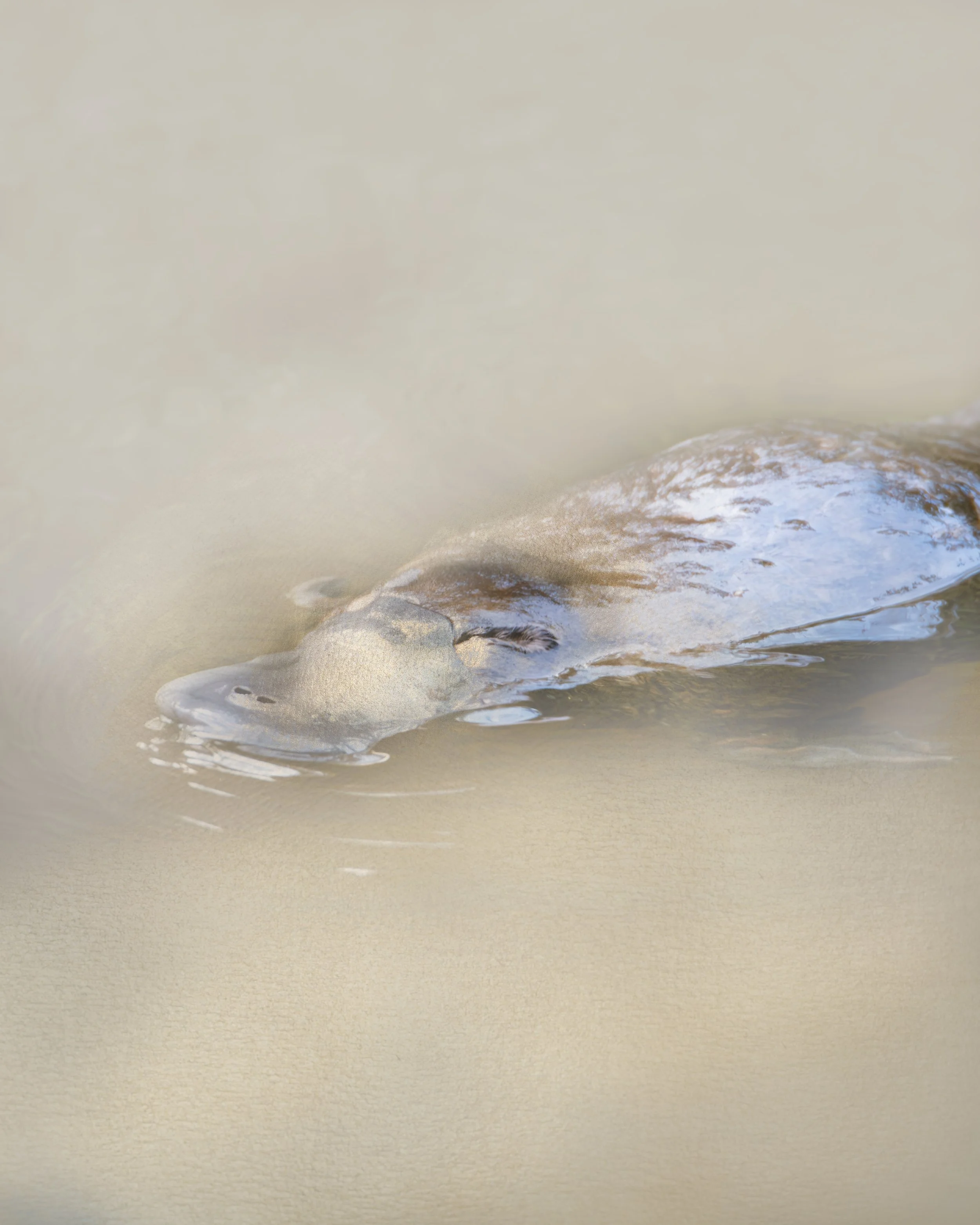 Platypus Gold White.jpg