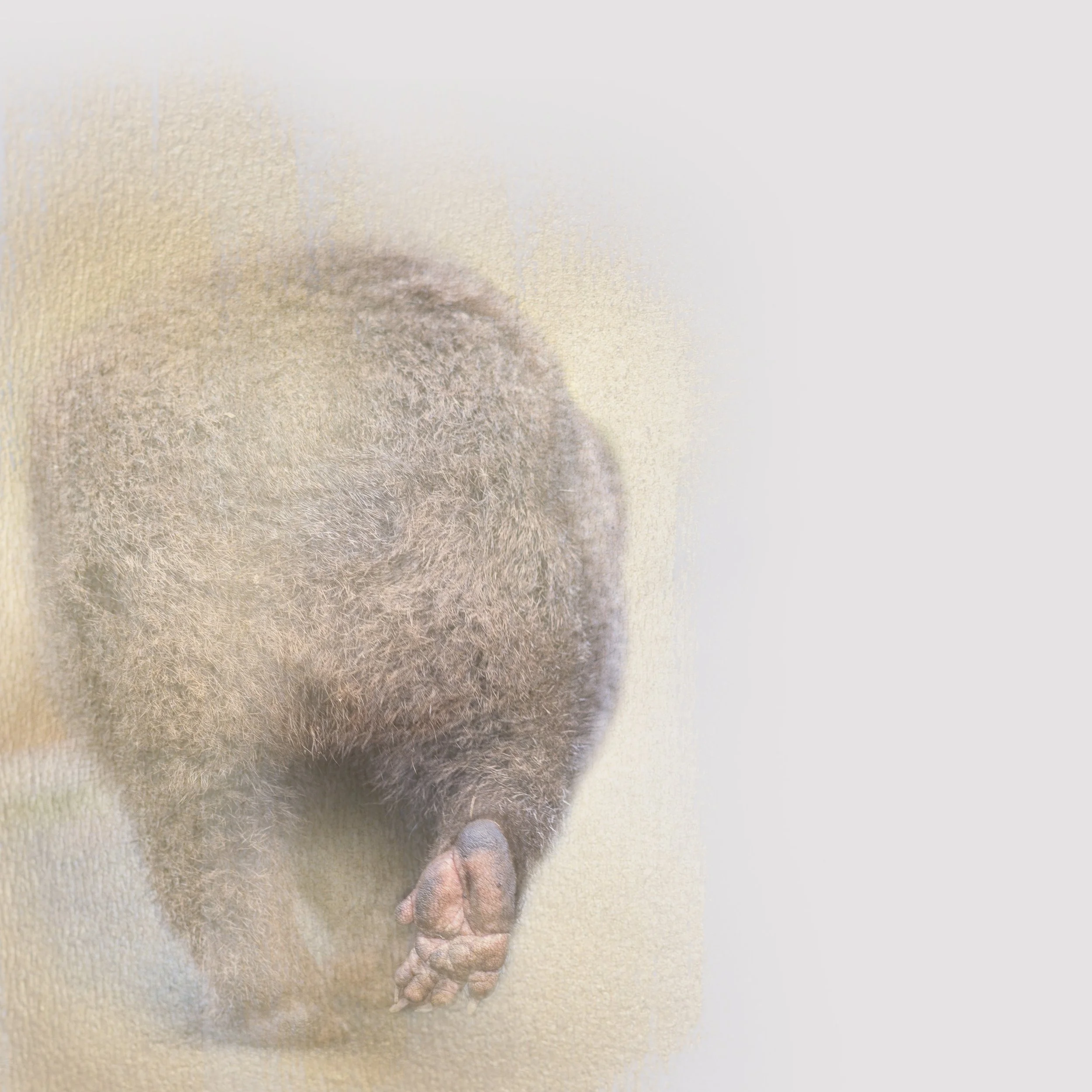 wombat walk gold3.jpg
