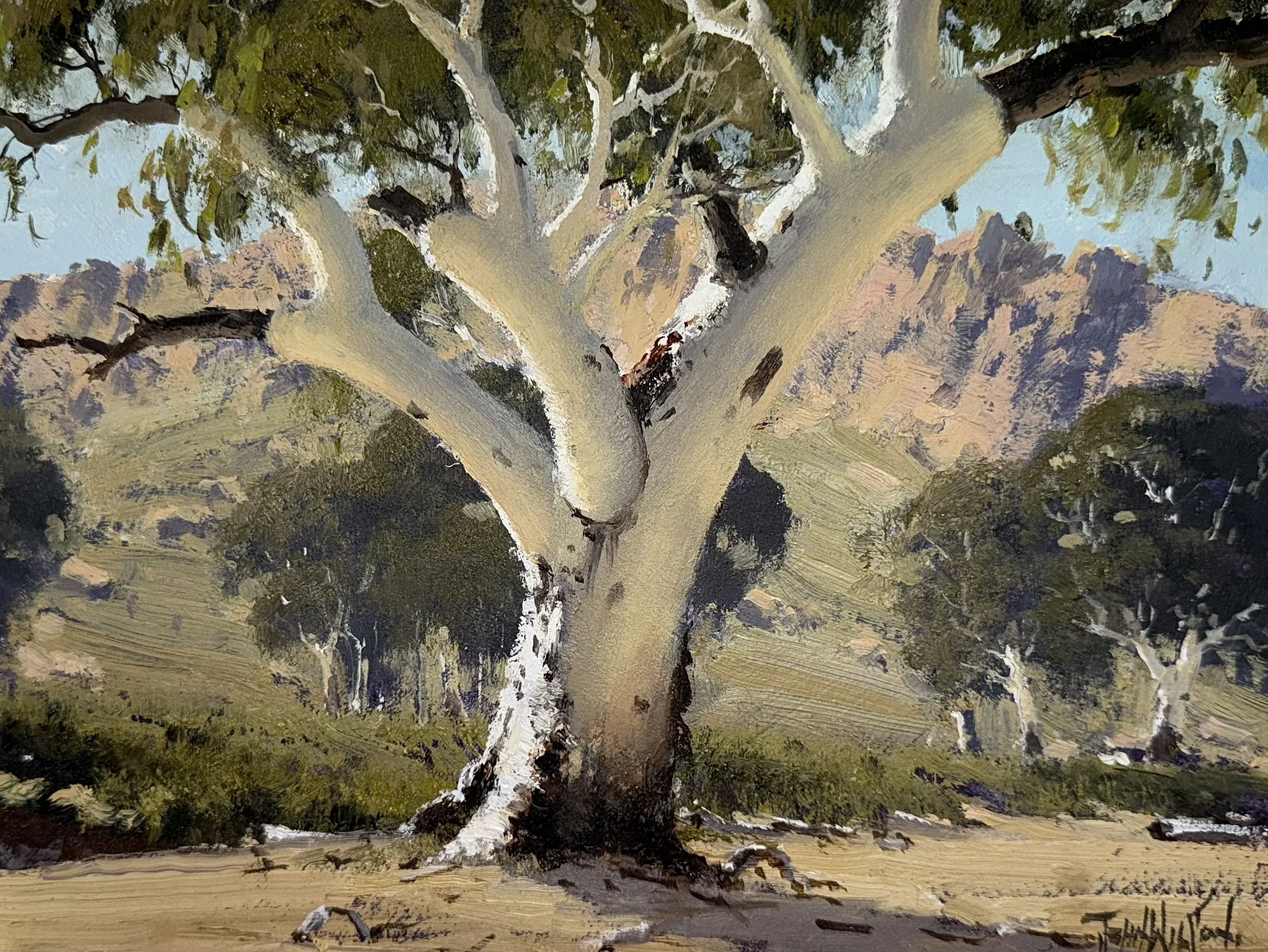 River Gum at Roe Creek in Honeymoon Gap, NT 43.jpg