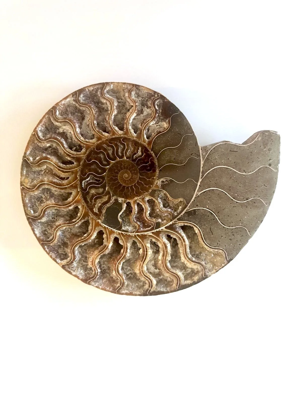 Nautilus