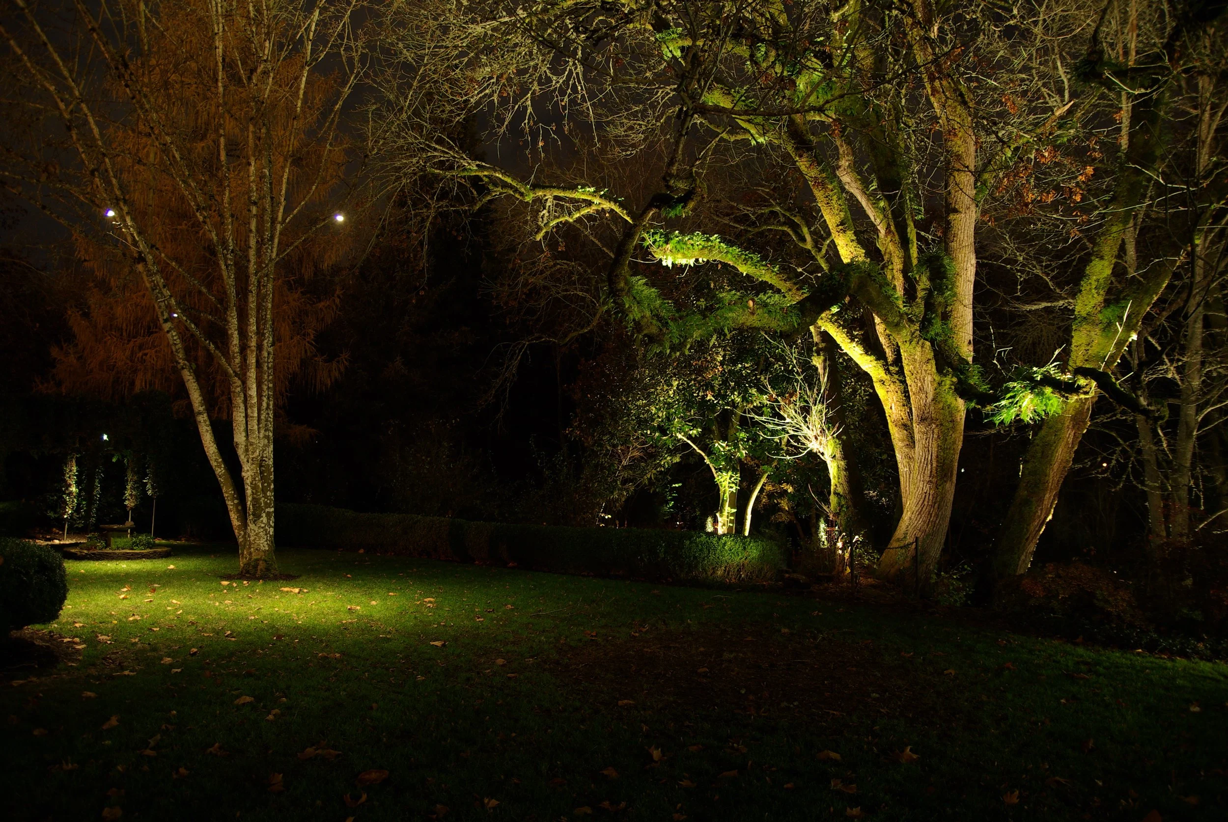 Nighttime view of illuminated trees and grassy area in a park.
