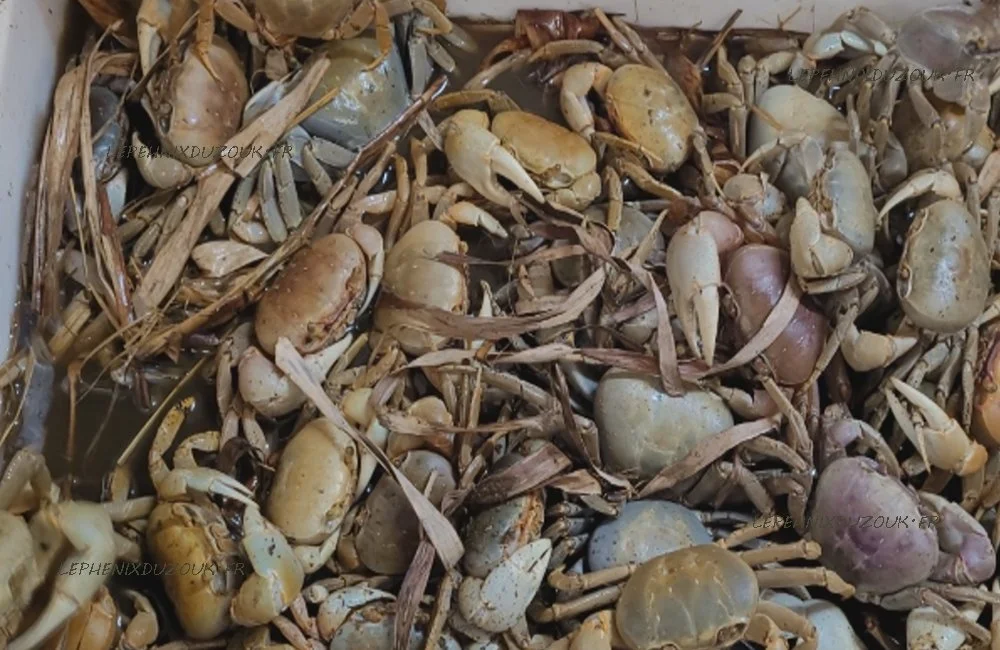 l’incontournable « fête de Pâques en Guadeloupe ».