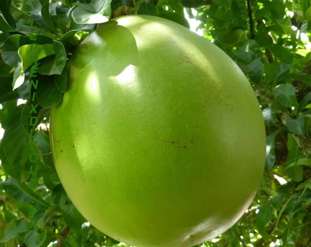 Une belle calebasse de Guadeloupe