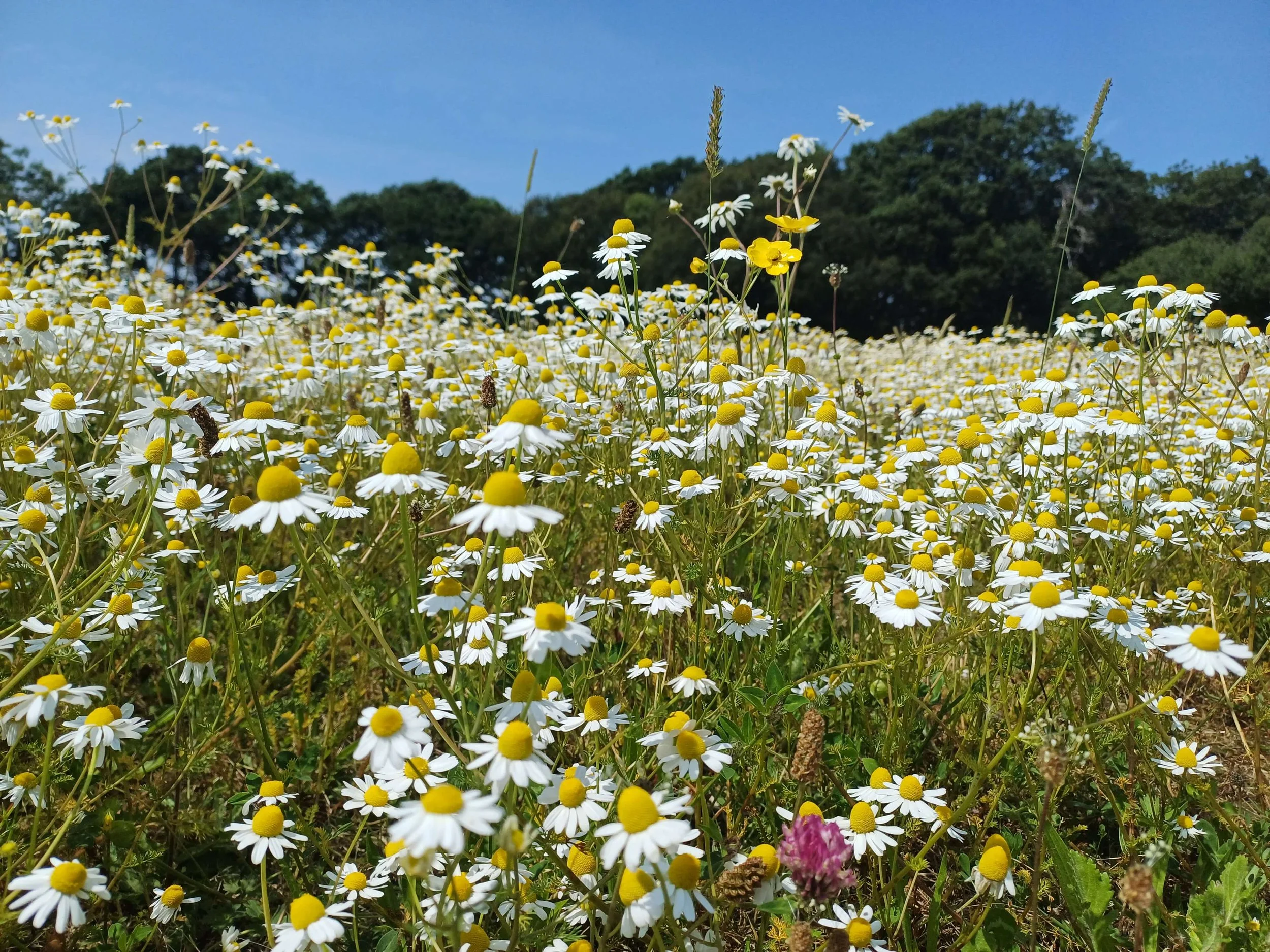 First Year Success: Keyhaven Natural Capital Scheme Exceeds Expectations