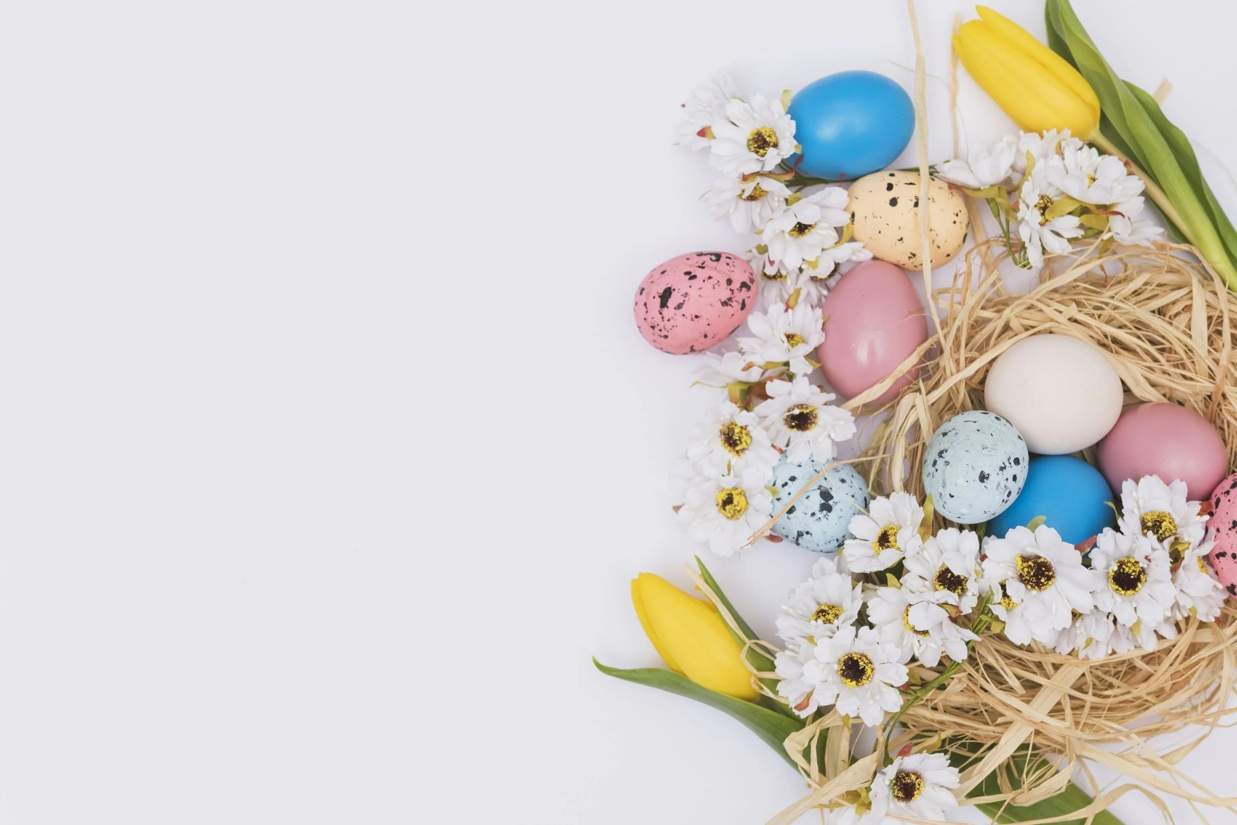 Œufs de Pâques colorés entourés de fleurs blanches et de tulipes jaunes sur un fond blanc.