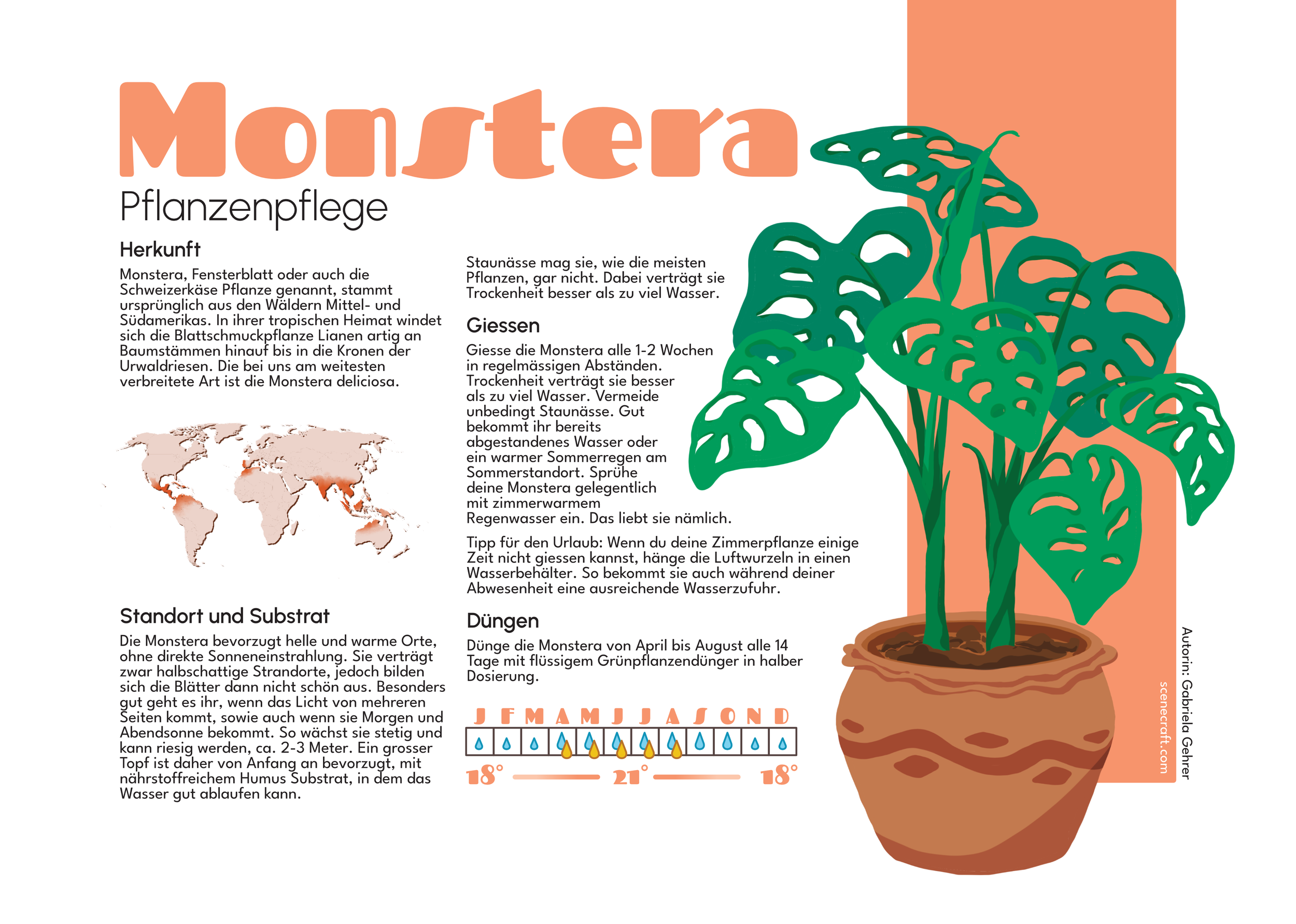 Monstera pflanzen pflege quick info