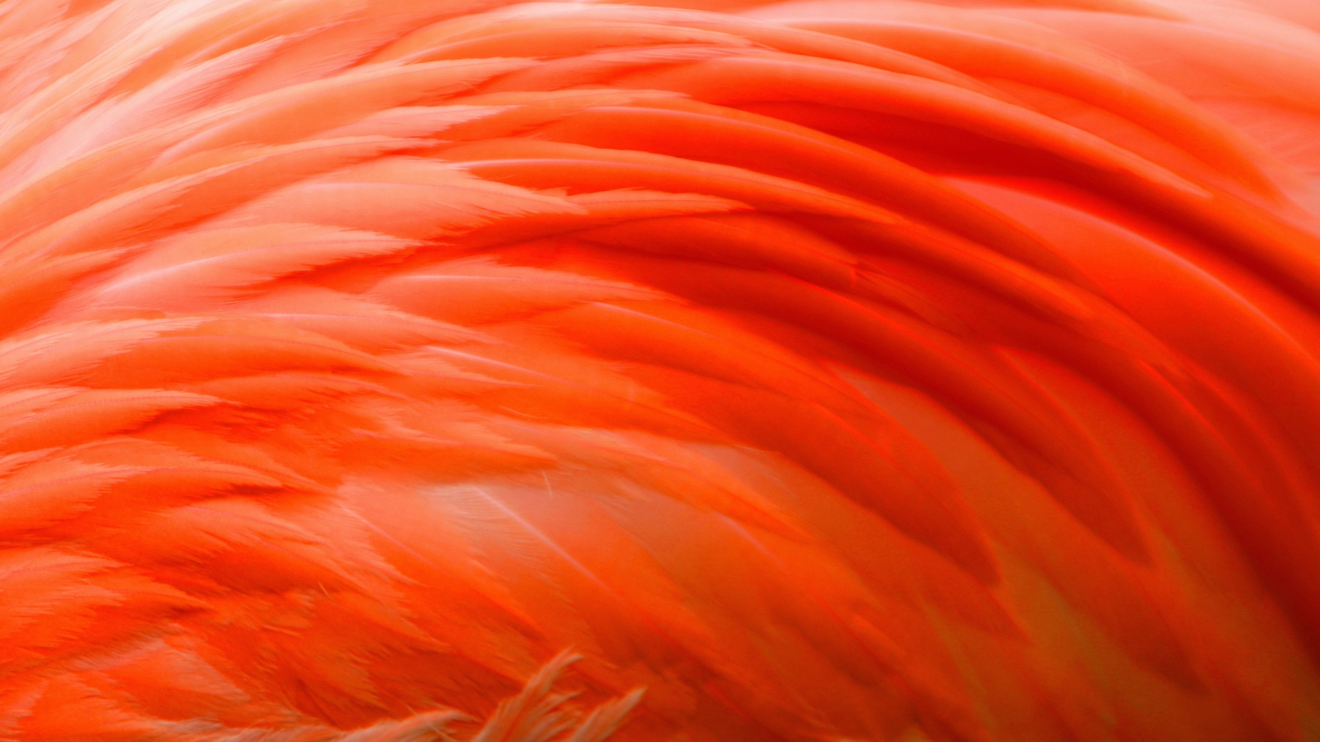 Close-up of orange and pink bird feathers.