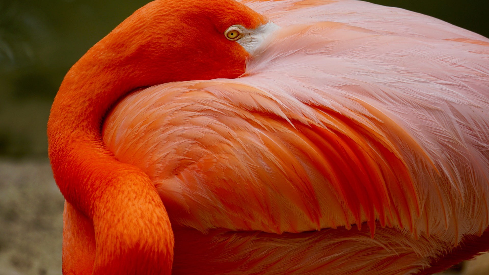 Close-up of a flamingo with vivid pink and orange feathers, resting its head on its body in a relaxed pose.