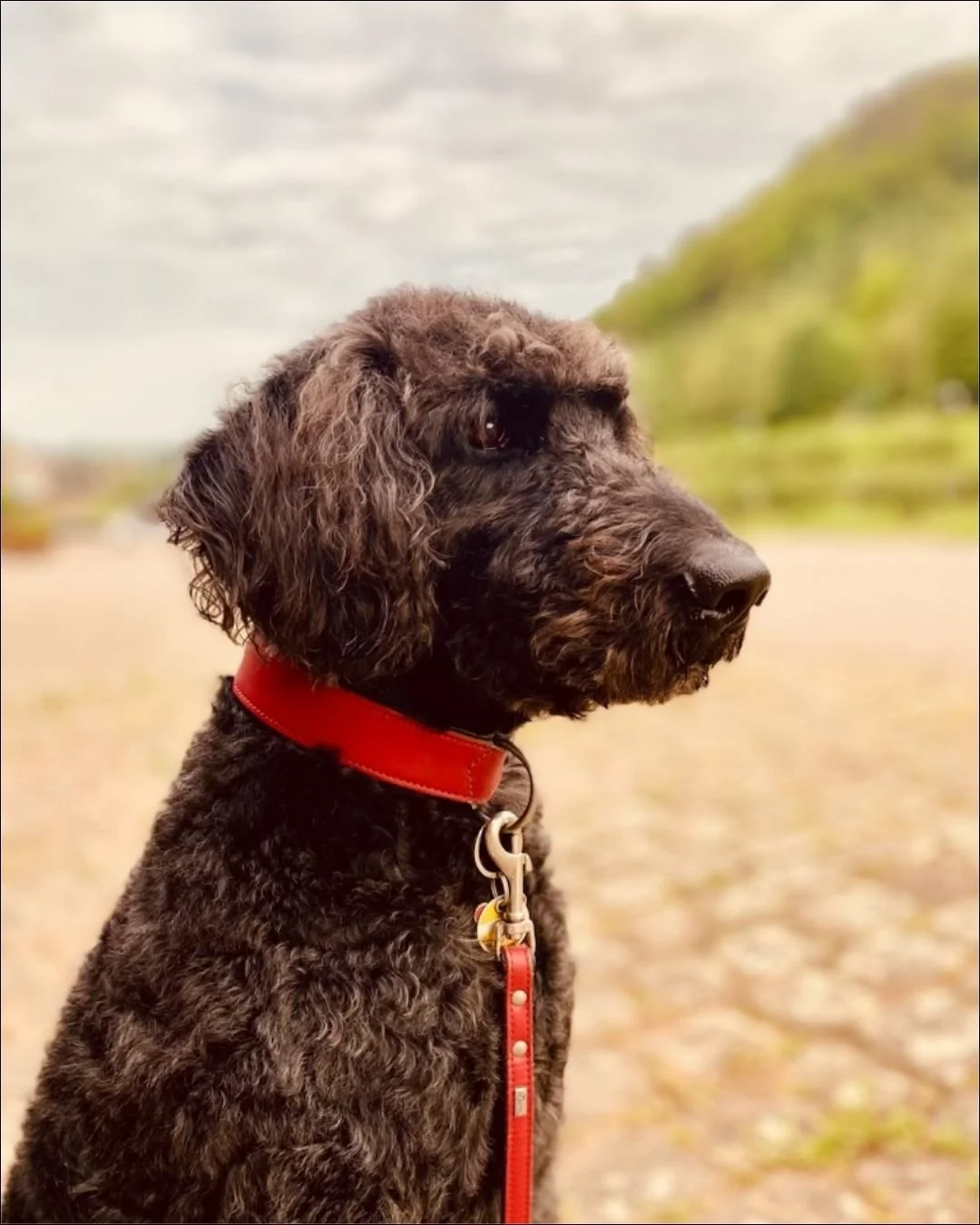 Merlin, ein schwarzer Labradoodle mit rotem Halsband, sitzt aufmerksam im Freien vor unscharfem Hintergrund
