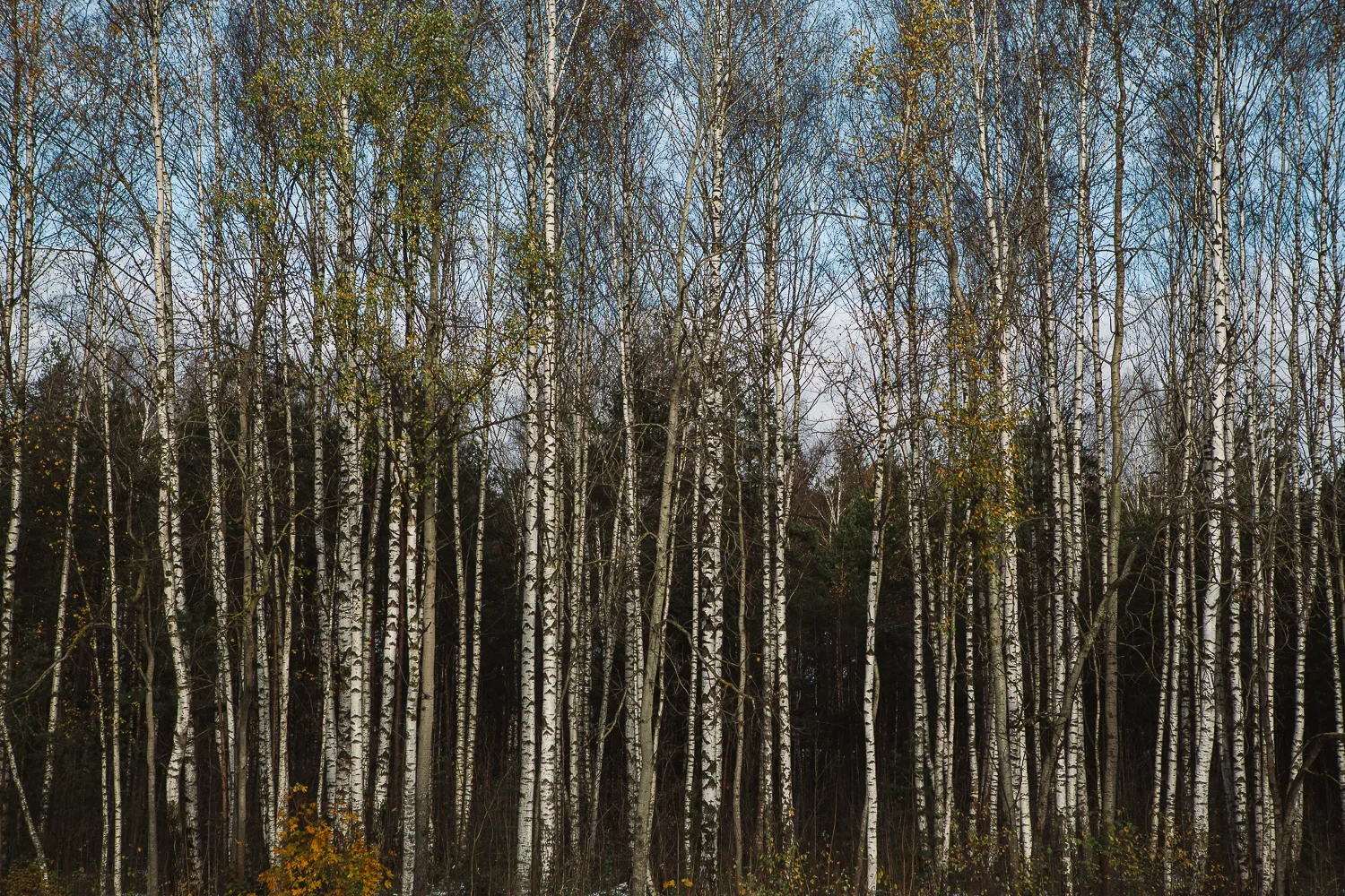 HS-12.jpg.webp