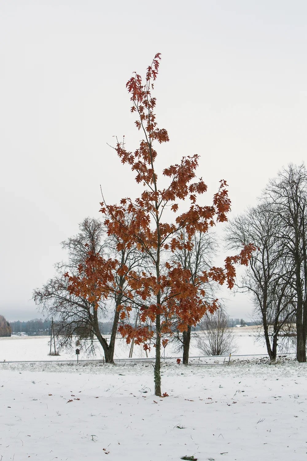 HS-21.jpg.webp