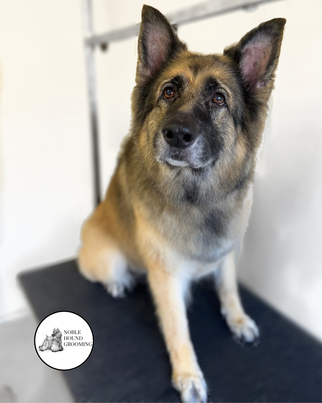 Untitled design-50.png