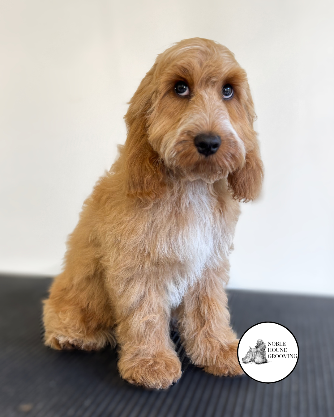 Untitled design-27.png