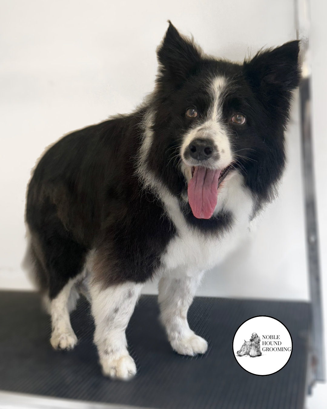 Untitled design-7.png