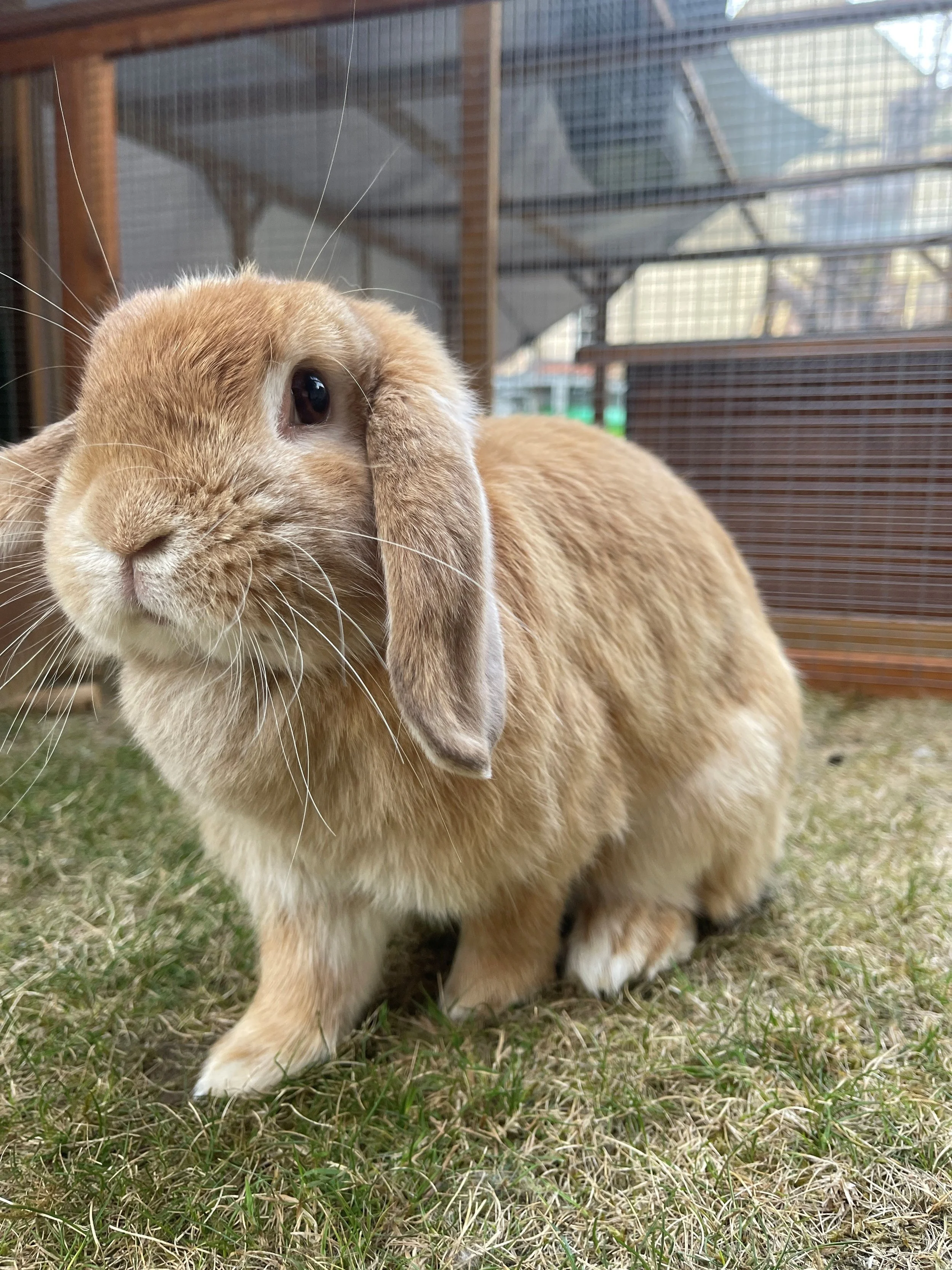 A blonde mini lop rabbit