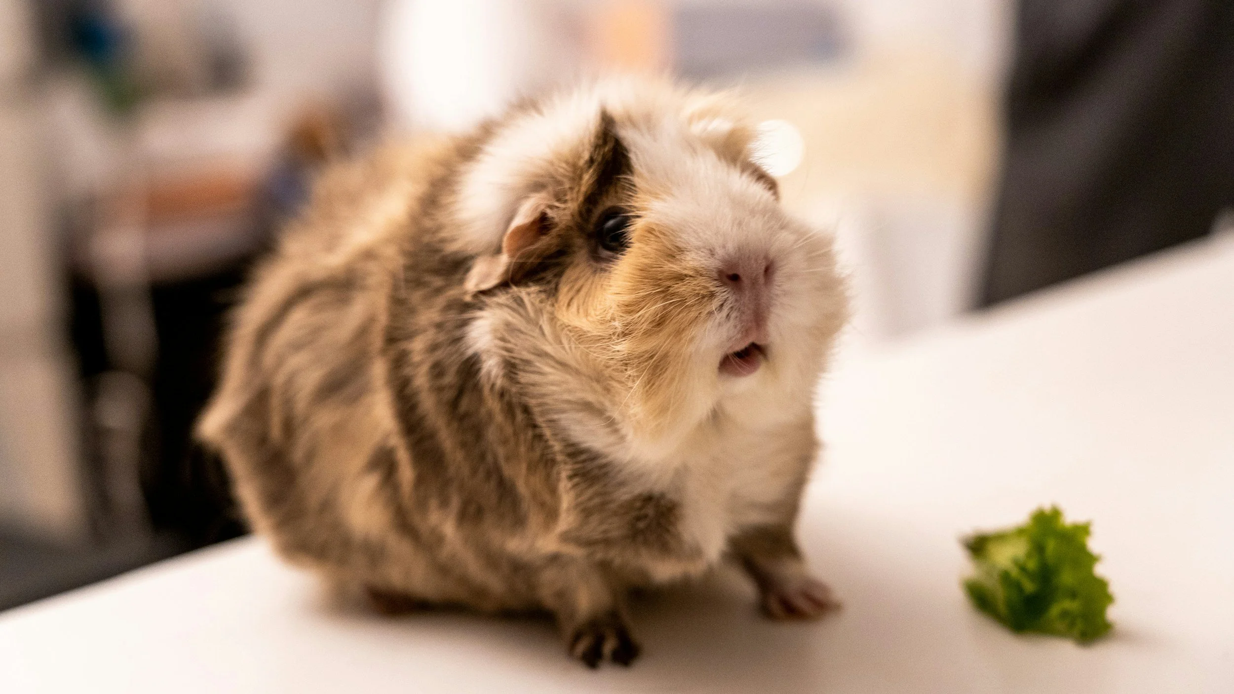 Brown and white Guinea pig looking up and like its waiting for food