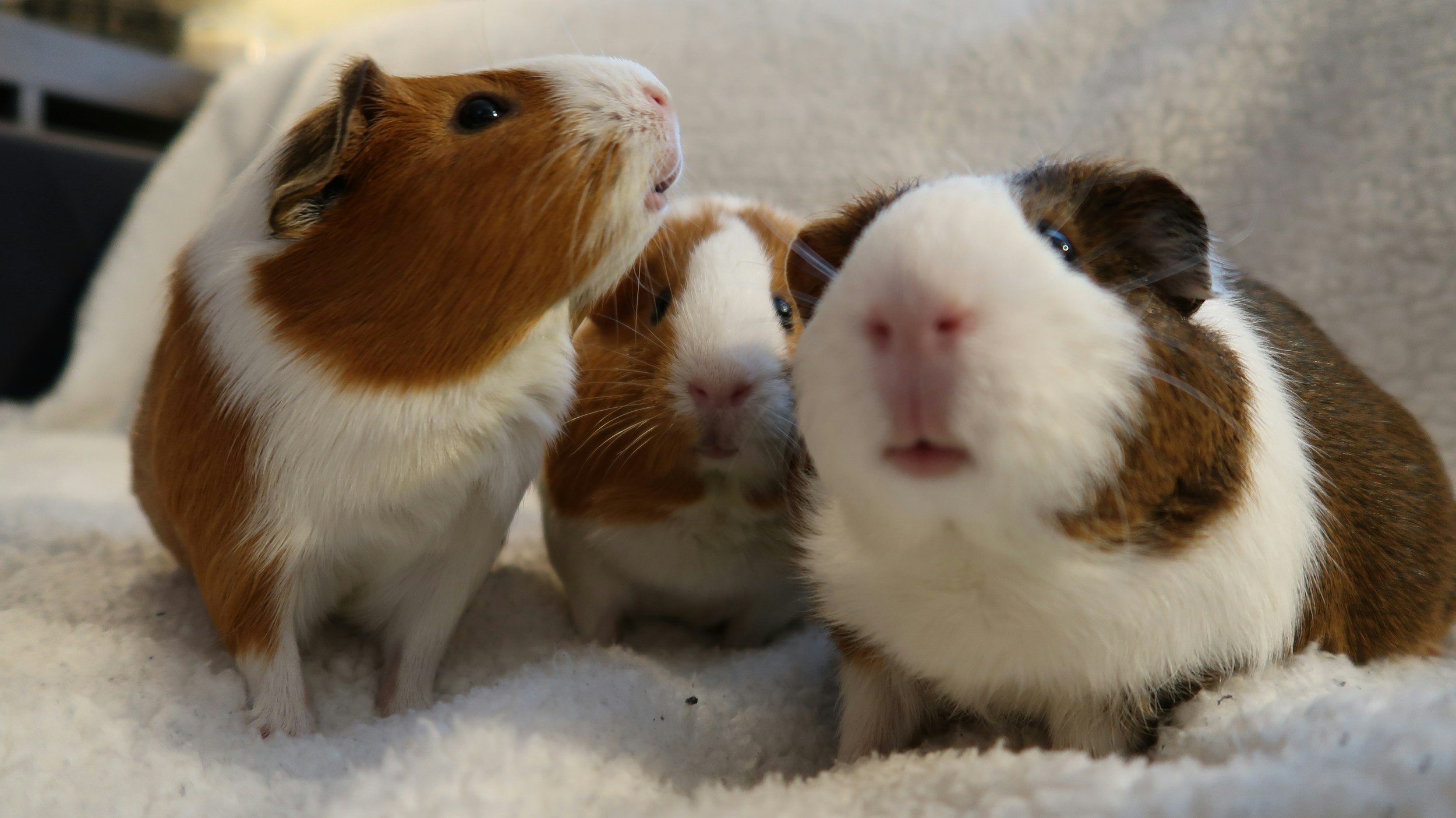 3 Guinea pigs all brown and white huddled together on a fluffy blanket