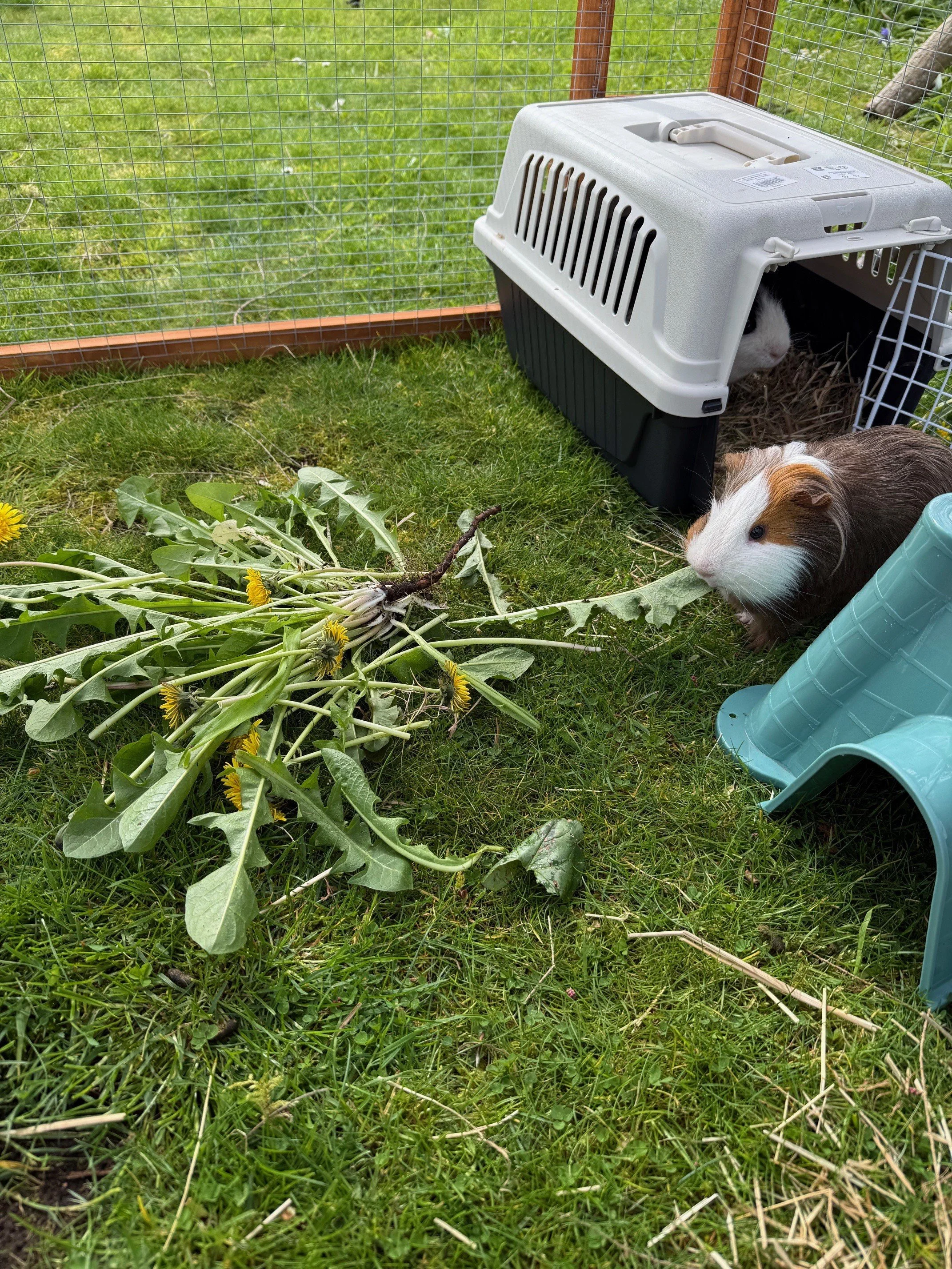 A brown and white guinea pig eating dandelions located in an outside run on a lawn