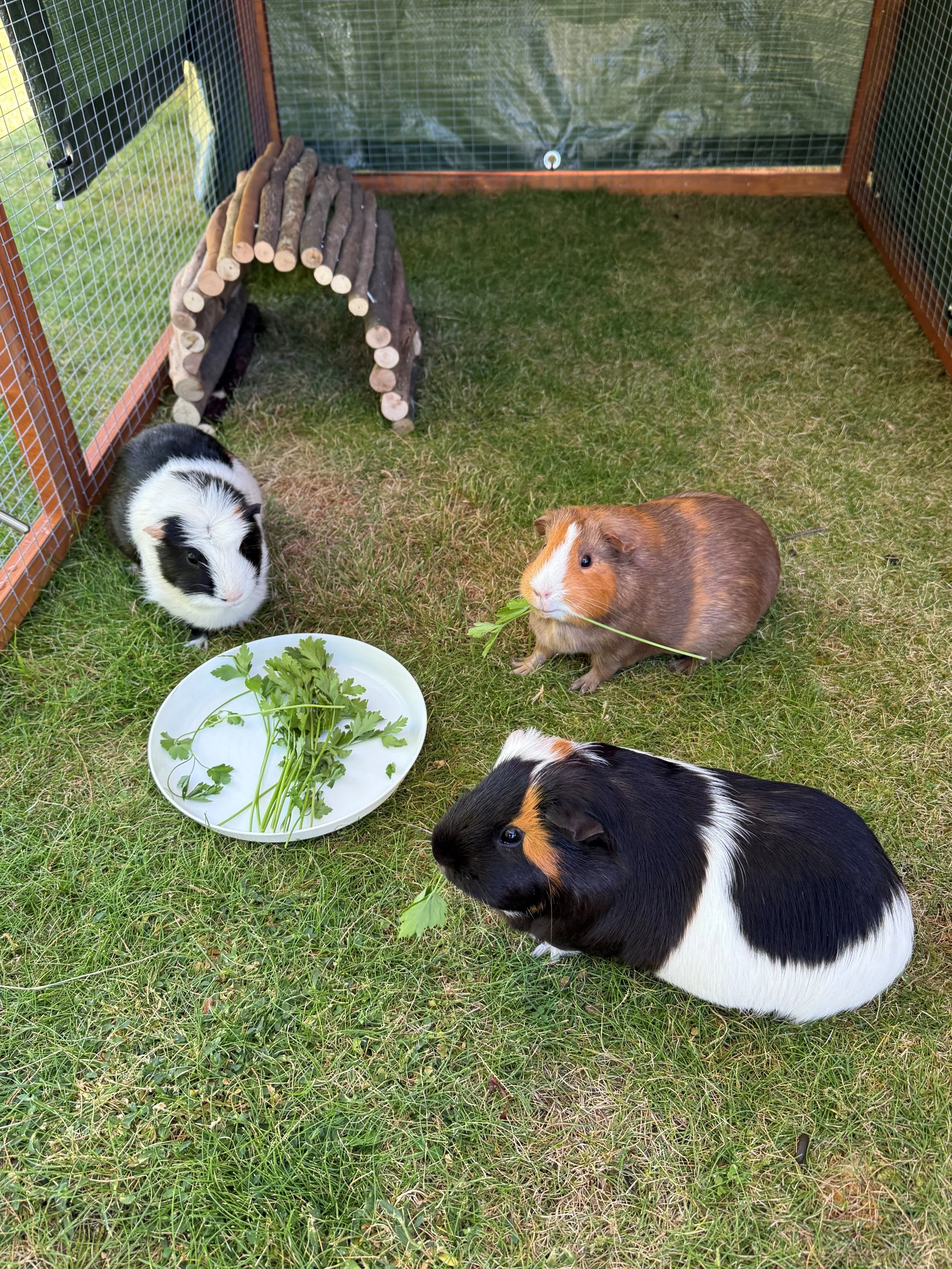 3 guinea pigs all different colours eating from a dish with parsle on it