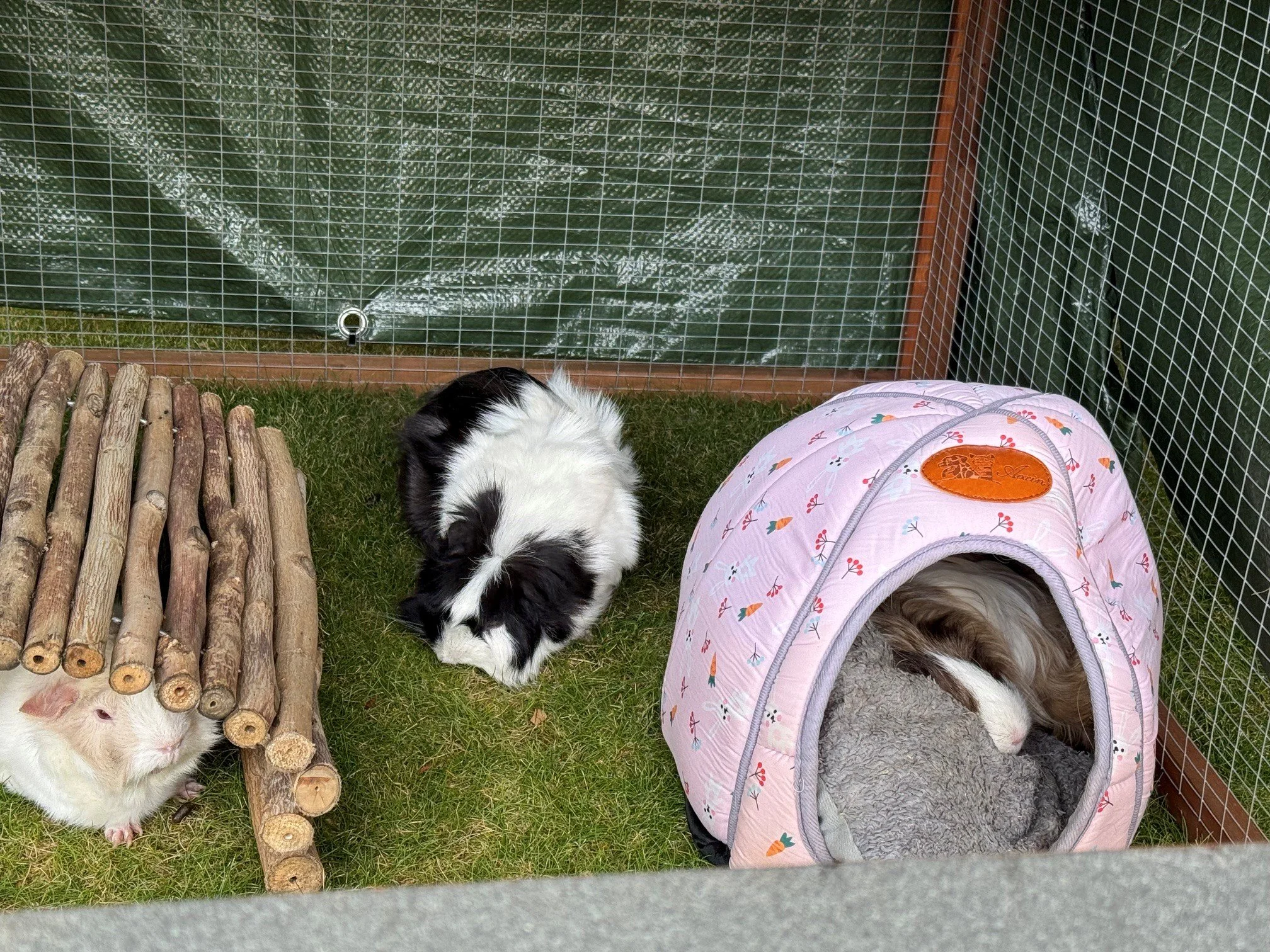 A ginger and white guinea pig under a arch of wooden sticks a black and white guinea pig  eating grass and a brown and white guinea pig asleep in a material hidey house