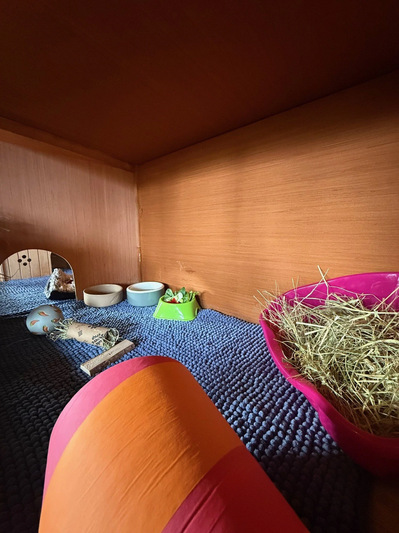 Close up of guinea pig hutch with a container of hay, cardboard tube, enrichment toys, food and water