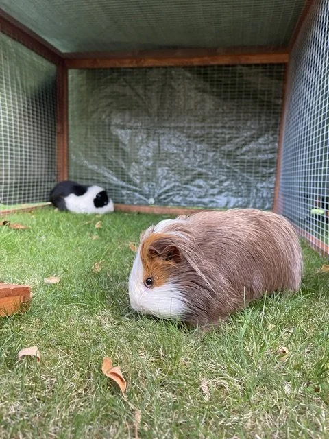 A brown long hair guinea pig eating grass whilst a black and white guinea pig in the background looks to the camera