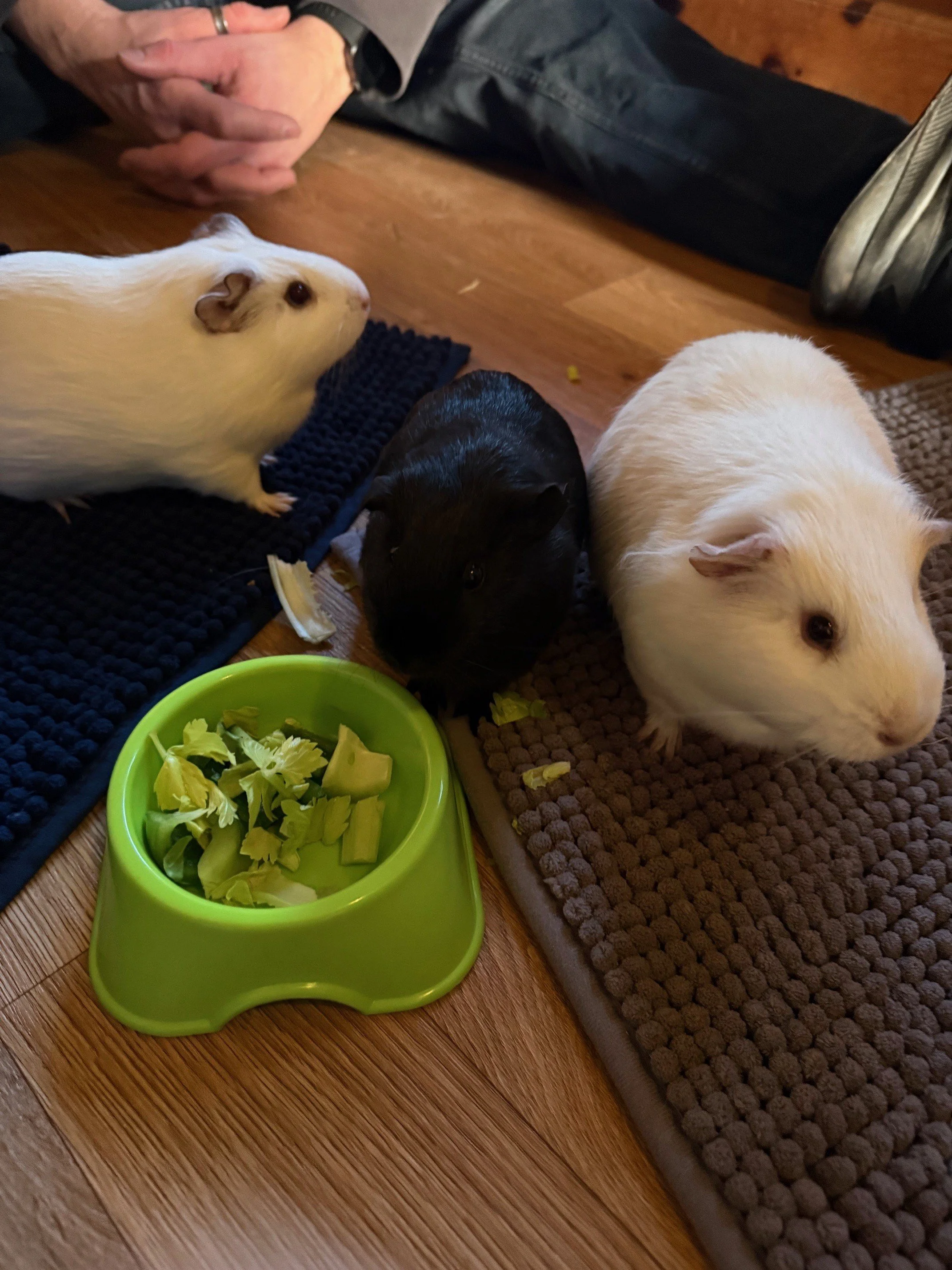 2 white guinea pigs and a black 1 on a floor eating from a bowl of fresh veggies