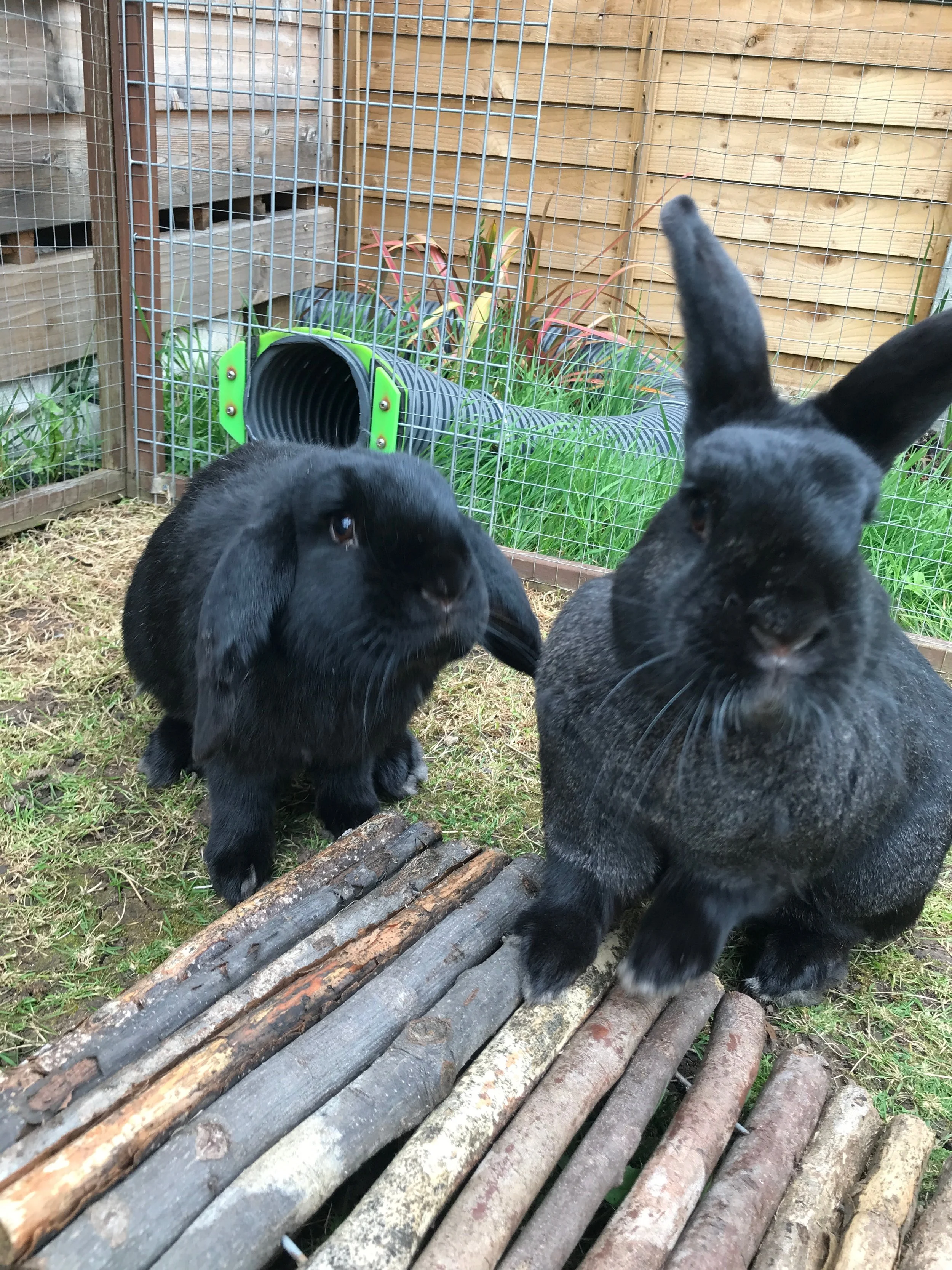 2 black rabbits in an outside run nudging their nose against the camera