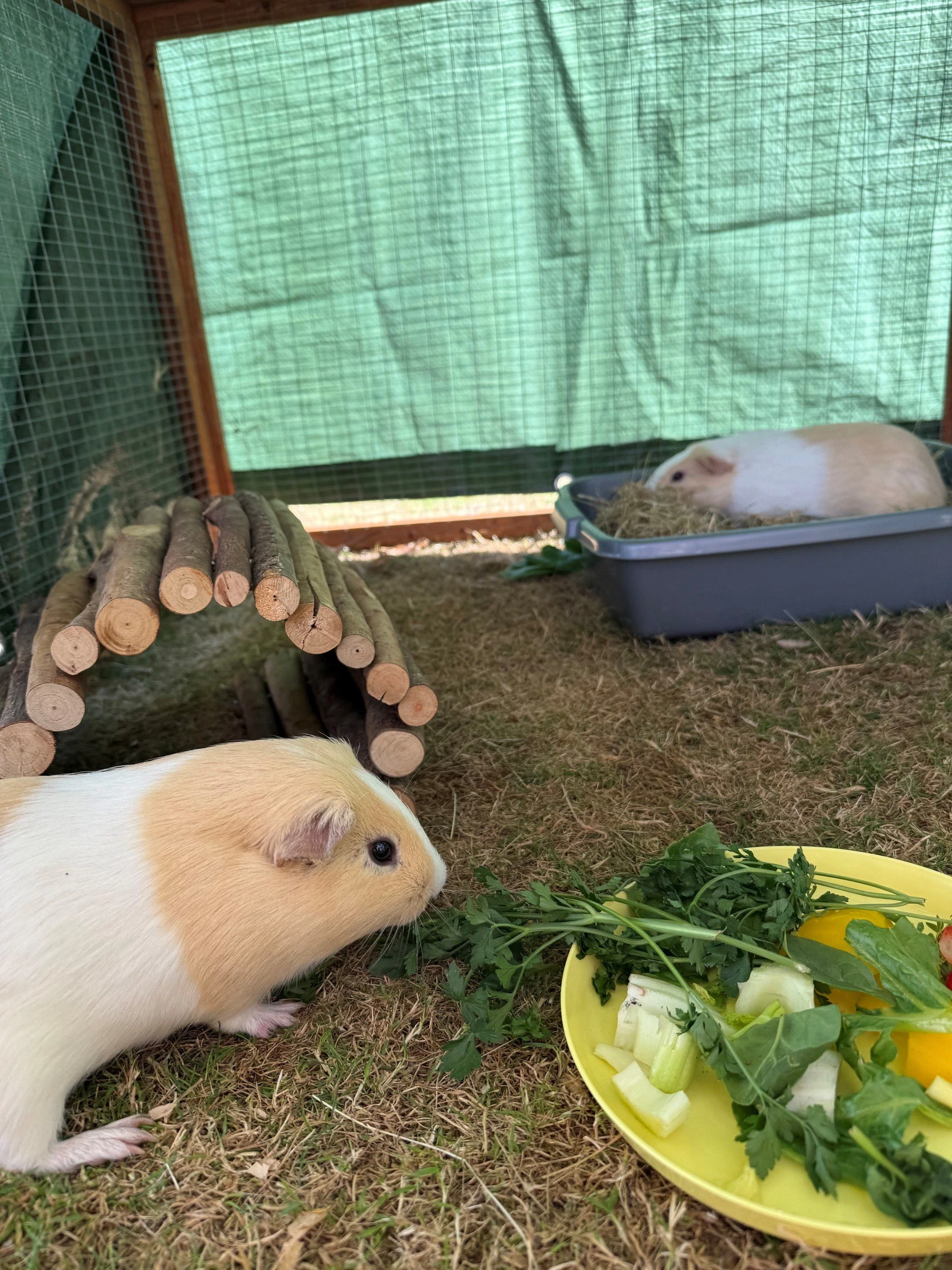 2 ginger and white guinea pigs one eating parsley from a dish the other sat in a tray of hay nibbling away