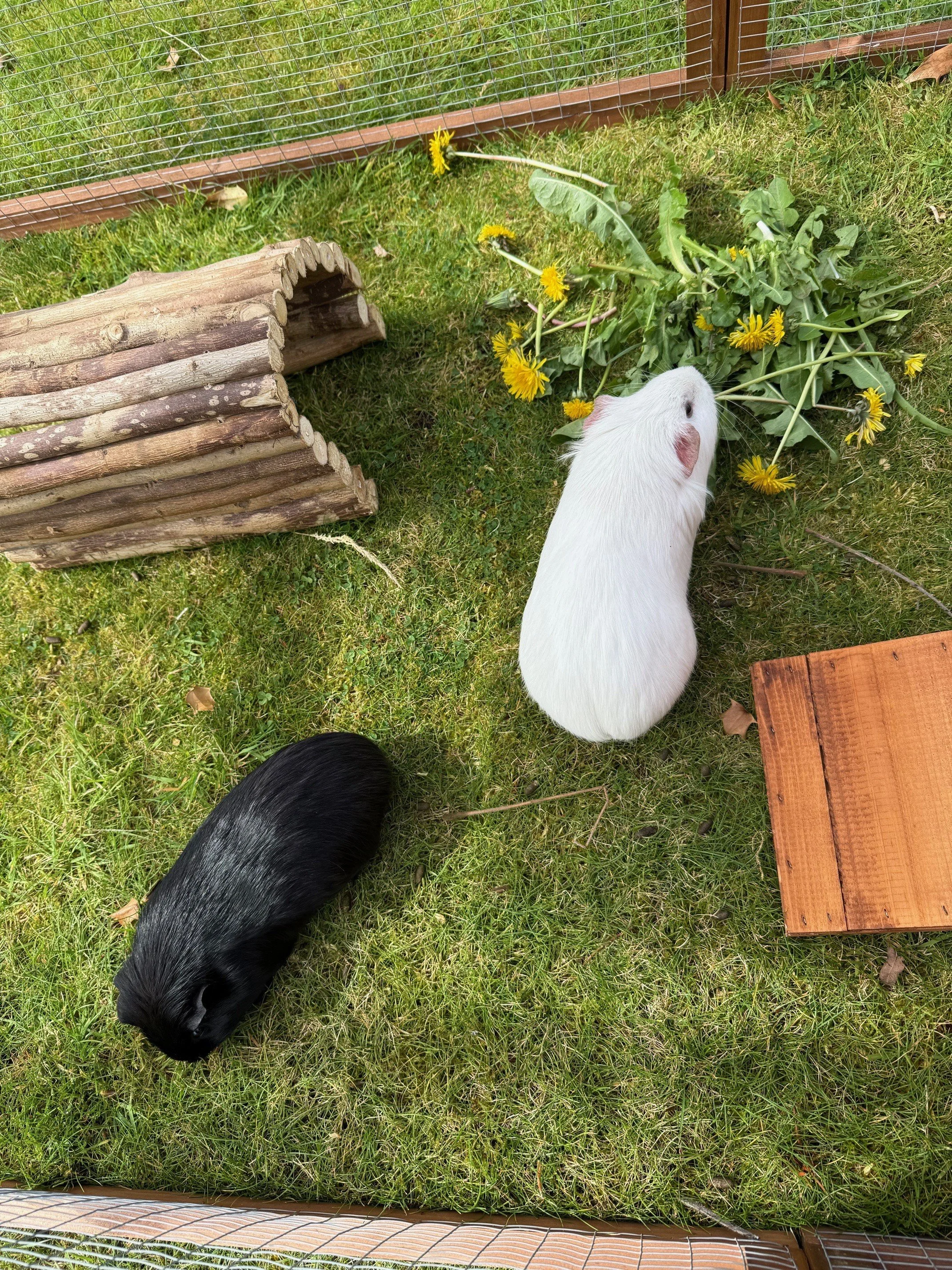 A black and white guinea pig in an outside run with toys and eating dandelions